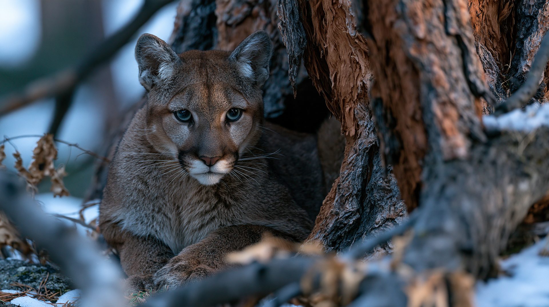 A wild cougar rests quietly, nestled into a hollow at the base of a massive, heavily textured orange-brown tree trunk, looking directly at the camera through a foreground framed by snowy branches.