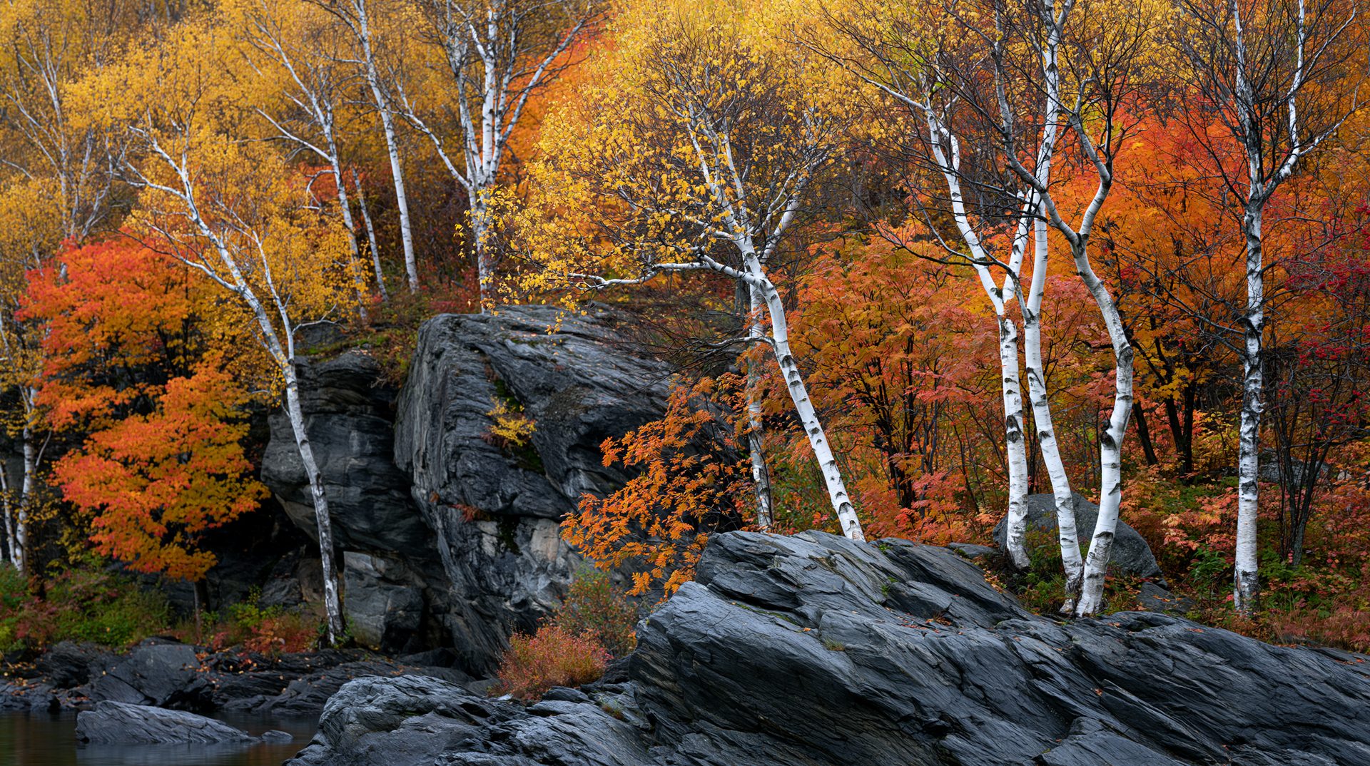 A scenic autumn landscape photo showing bright white paper birch trunks and fiery red maple foliage growing atop a massive, dark gray fractured rock formation on a riverbank in New England.