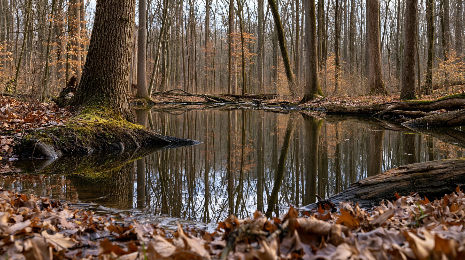 A low-angle photograph of a still vernal pool in an Ohio forest, surrounded by fallen brown leaves and bare trees perfectly reflecting on the water's surface.