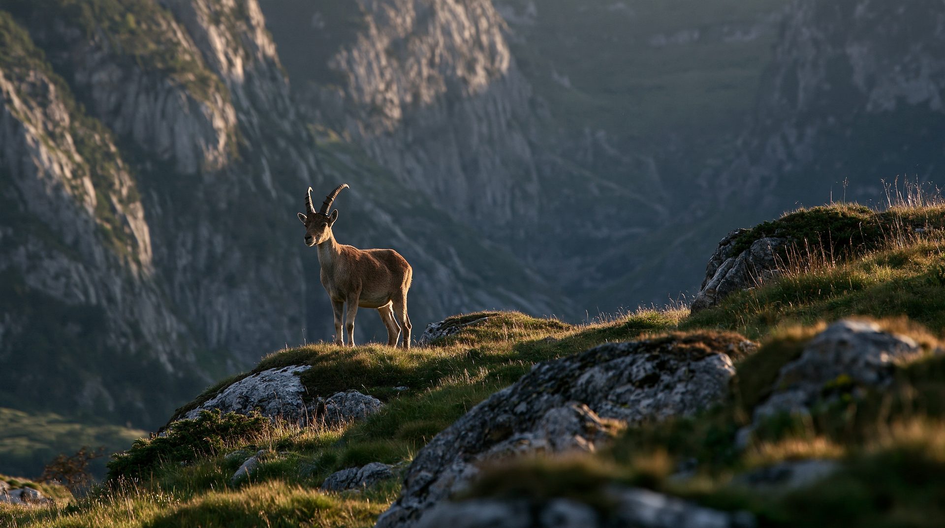A majestic photograph of an alpine ibex standing on a steep, sunlit grassy mountain ridge with a massive, shadowed limestone cliff face in the background.