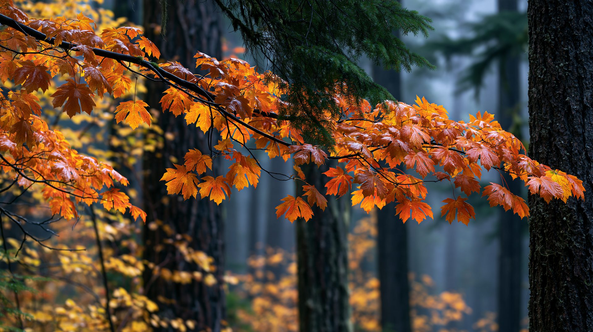 A close-up shot of a horizontal branch filled with vibrant, wet orange maple leaves, extending across a dark, moody background of vertical evergreen tree trunks shrouded in a soft forest mist.