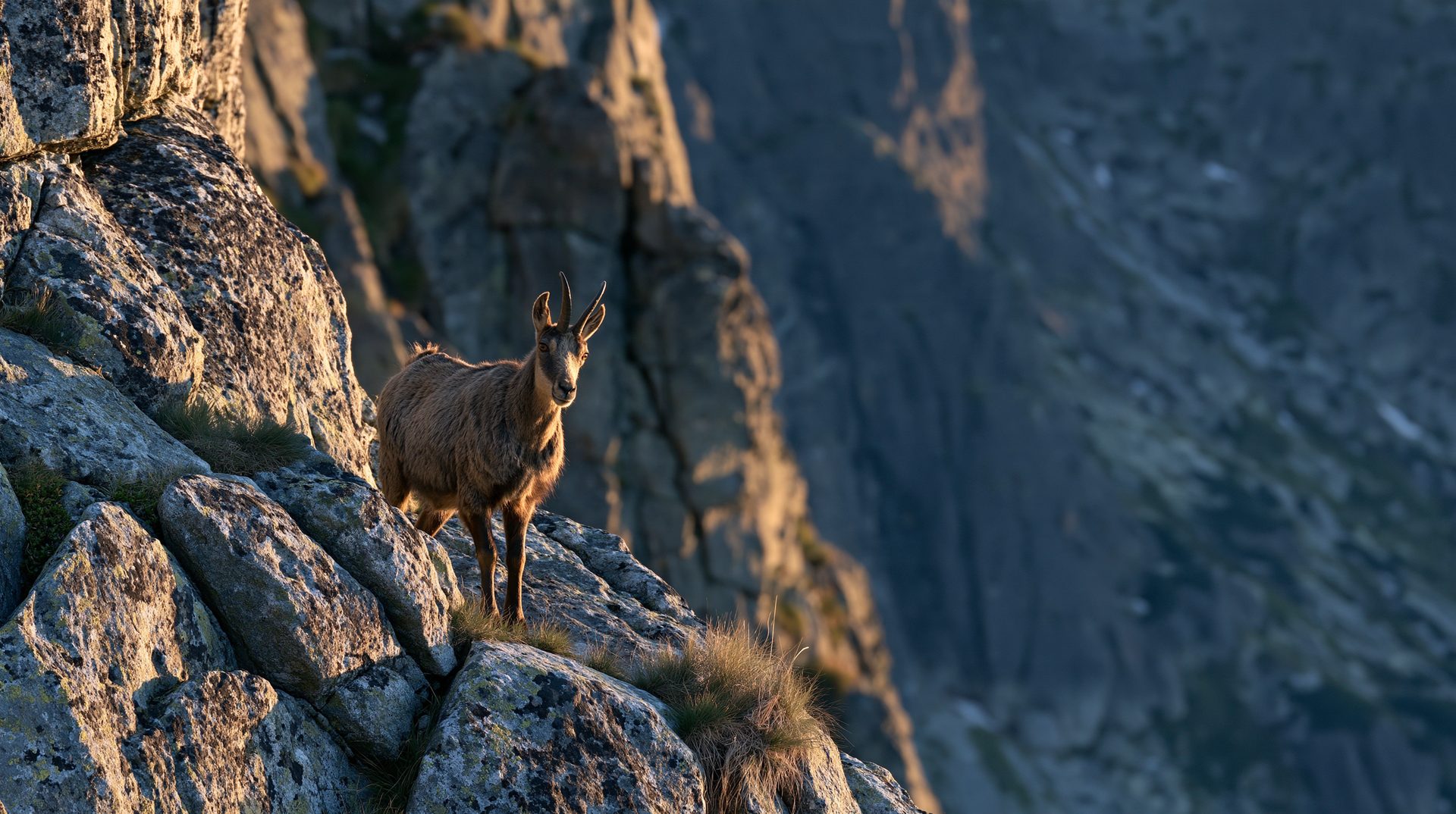 A Tatra chamois stands on a steep, sunlit granite ledge during sunset, with a massive, shadowed mountain cliff fading into a blurred background.
