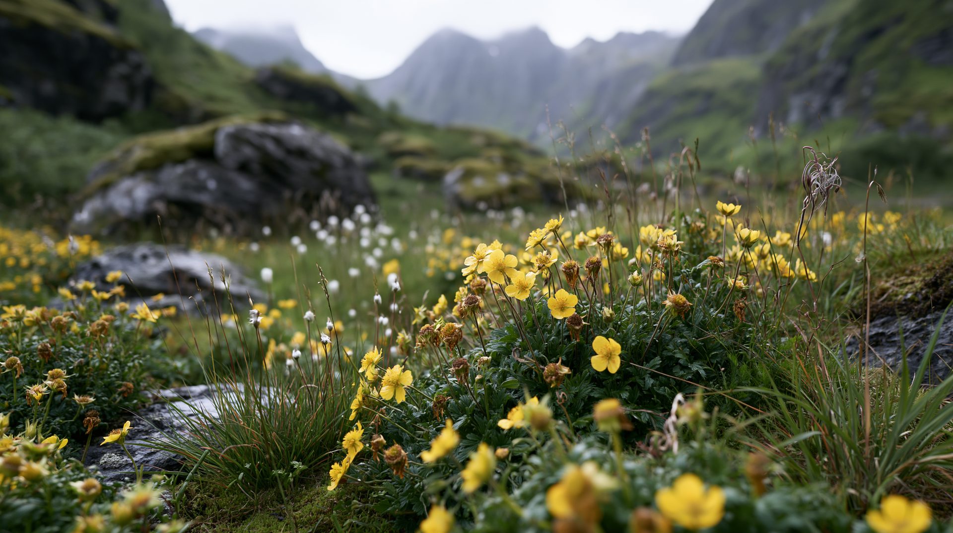 A low-angle landscape photograph featuring bright yellow arctic-alpine wildflowers blooming in a lush green valley, with soft-focus gray rocks and jagged, misty mountains rising in the background under an overcast sky.