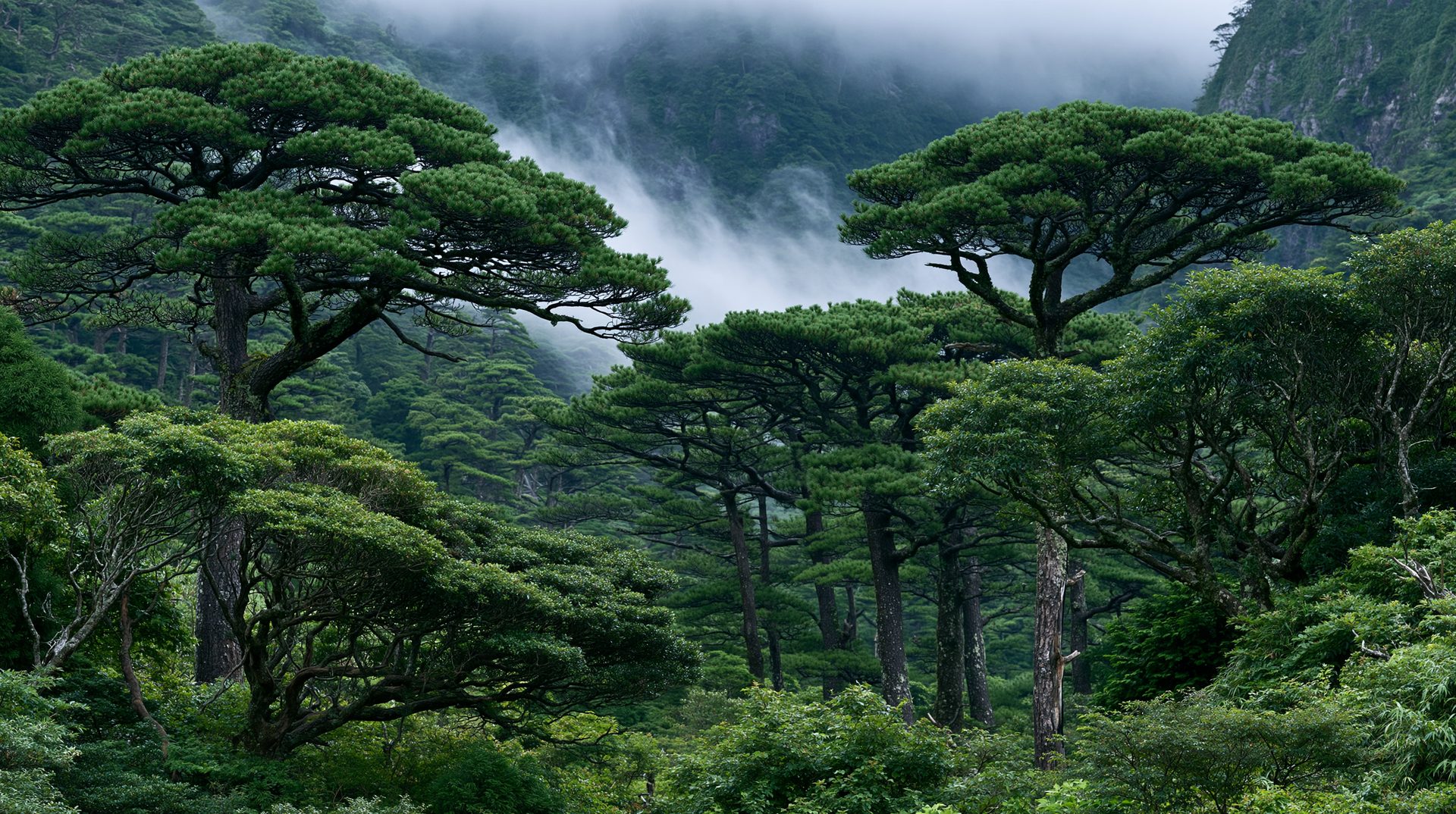 A lush, deep green primeval forest filled with ancient, flat-topped cedar trees, with low-lying clouds and white mountain fog weaving through the dense canopy and rugged valley background.