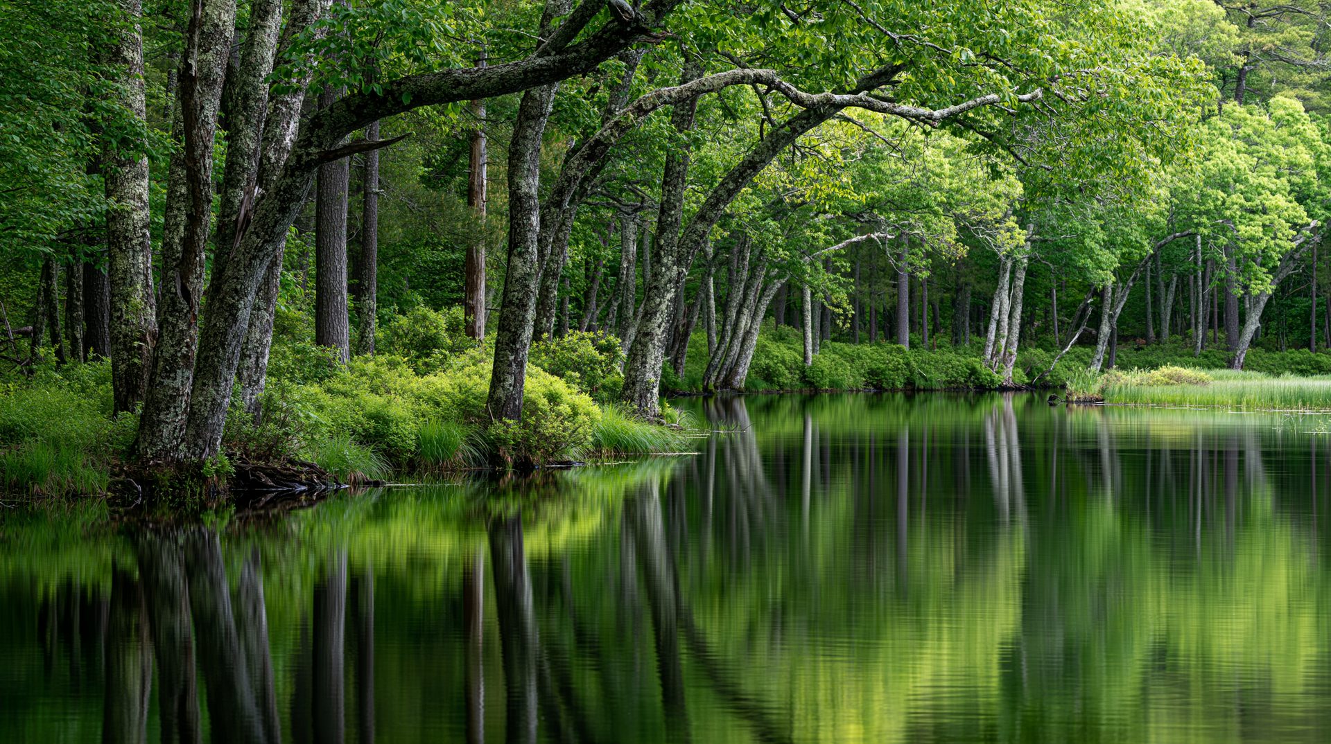 A vibrant, serene landscape photograph of a lush green forest with textured tree trunks leaning over a calm pond, creating a crisp, vibrant green mirror reflection on the still water surface in New England.