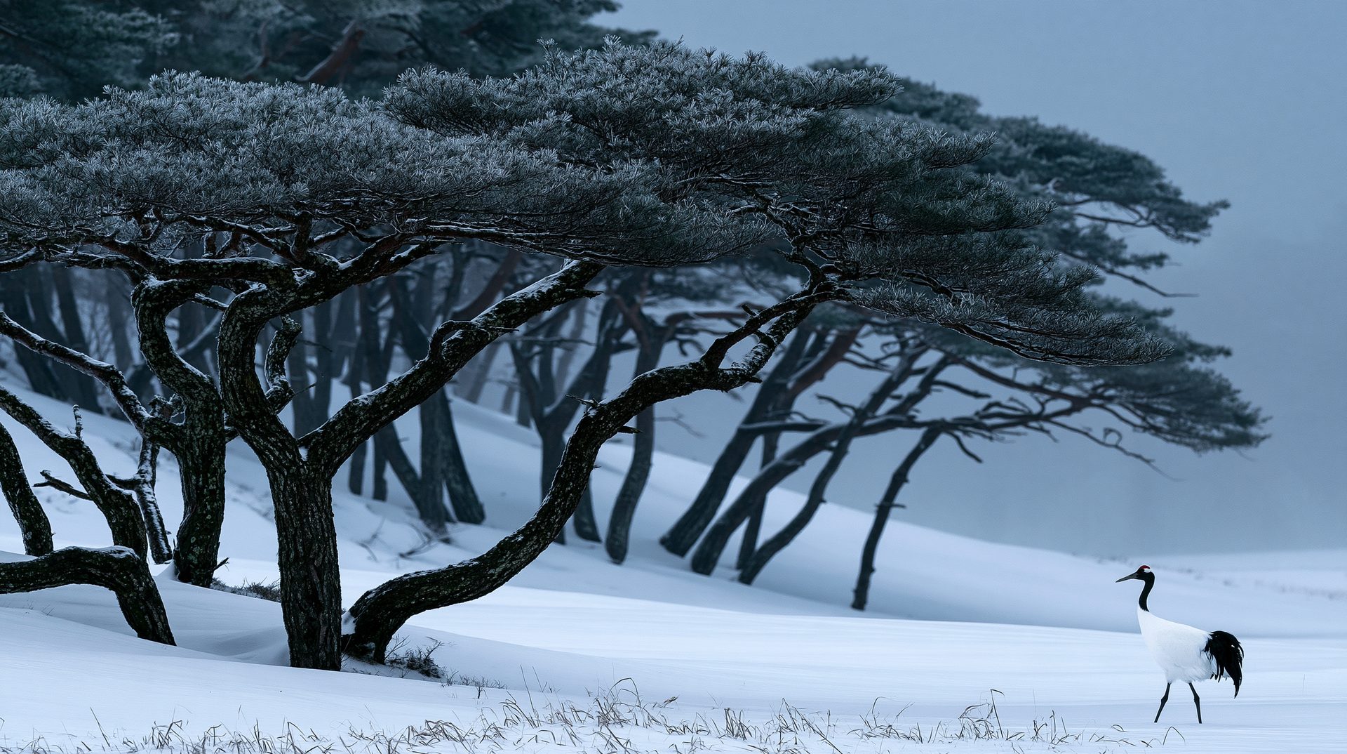 A solitary red-crowned crane walks across a smooth, snow-covered hill toward a grove of ancient, flat-topped pine trees covered in heavy frost under a misty, overcast winter sky.