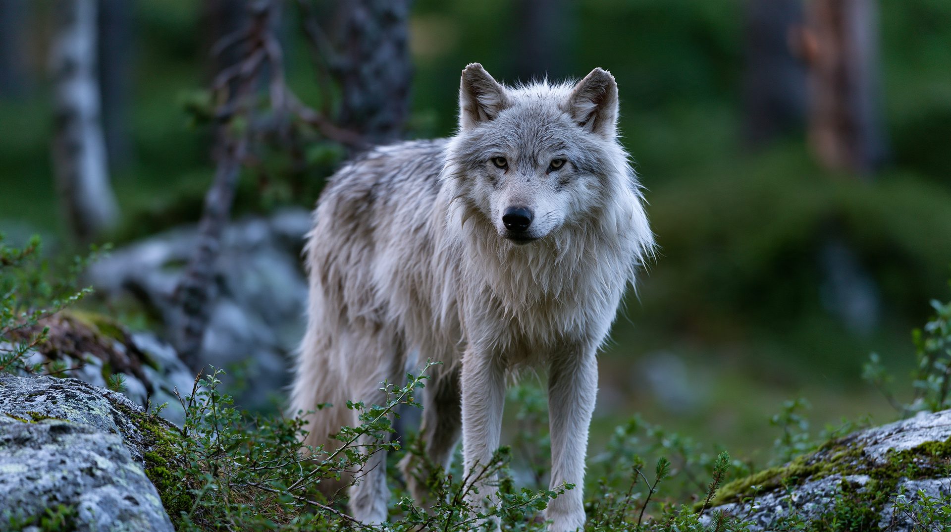 A striking wildlife photograph of a light grey and cream-colored wolf standing alert in a dim, mossy boreal forest. The wolf has thick, layered fur, alert ears, and piercing amber eyes looking directly toward the viewer. It is positioned on uneven, rocky ground covered with sparse green ground vegetation and low shrubs. The background features a deeply blurred forest with dark green foliage and the soft vertical lines of distant tree trunks.