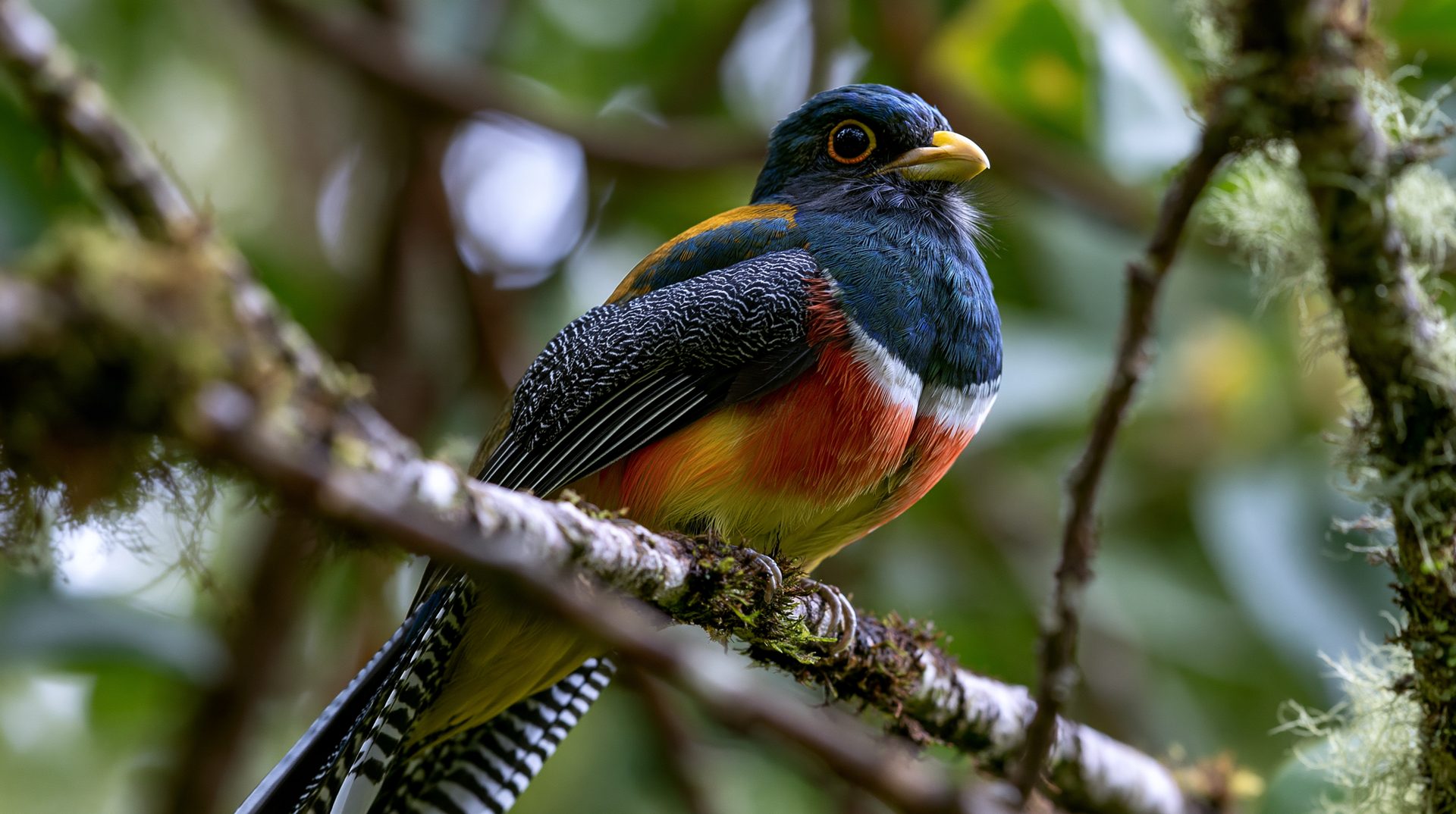 A vibrant, ultra-sharp close-up photograph of a Cuban trogon perched proudly on a moss-covered tree branch in a dense tropical forest. The bird is viewed in profile, showing a dark blue-violet head, a bright yellow bill, a crisp white upper chest, and a brilliant red lower belly. Its wing coverts display an intricate black and white barred or spotted pattern, and its long tail feathers extend down into the lower left corner. The surrounding background is filled with a creamy, soft-focus green and brown jungle foliage bokeh.