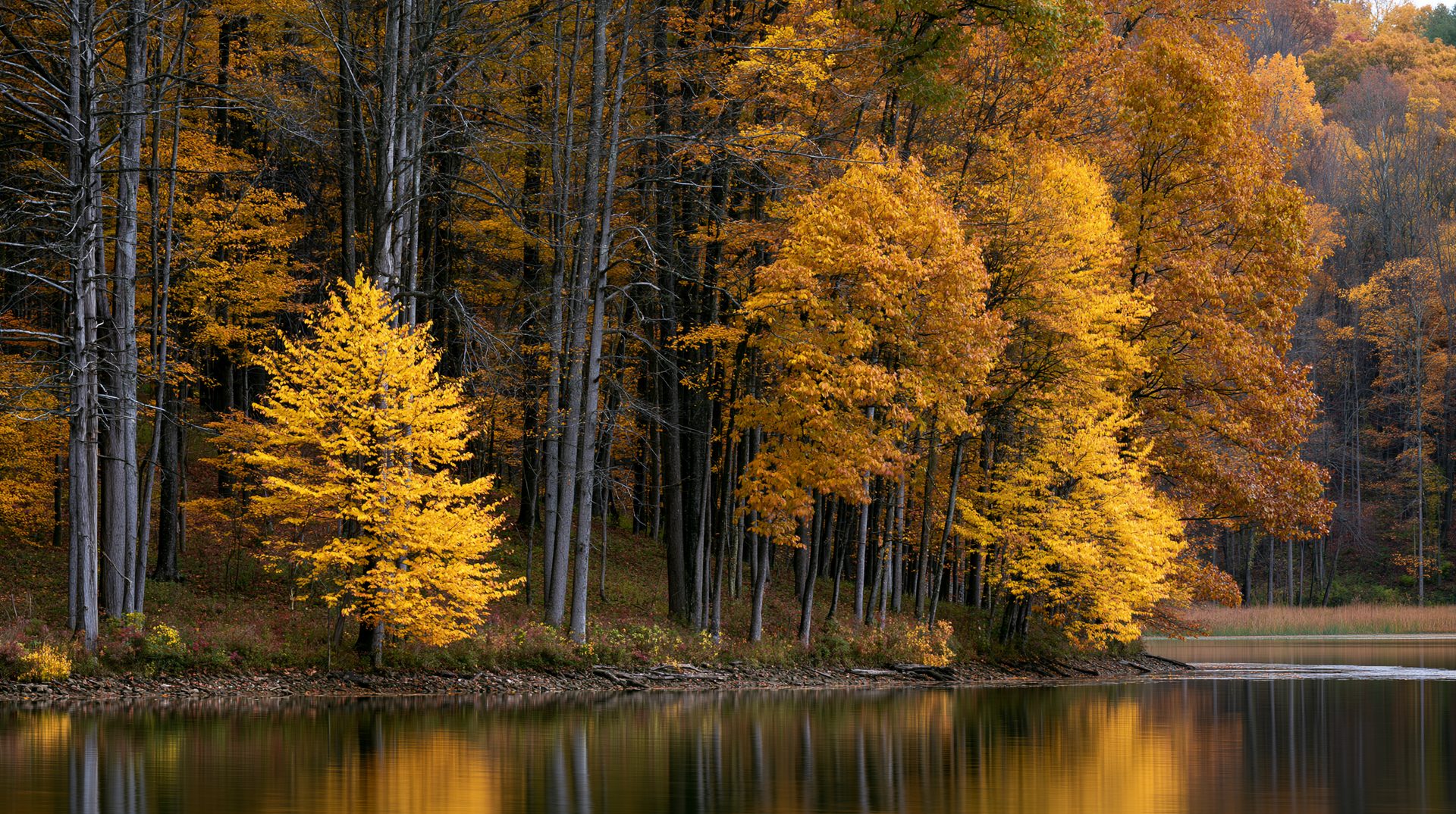 A sharp, scenic landscape photograph of a vibrant yellow autumn tree standing out on a forested shoreline, reflecting beautifully along with orange and gold fall foliage across the calm, glassy surface of Kiser Lake in Ohio.