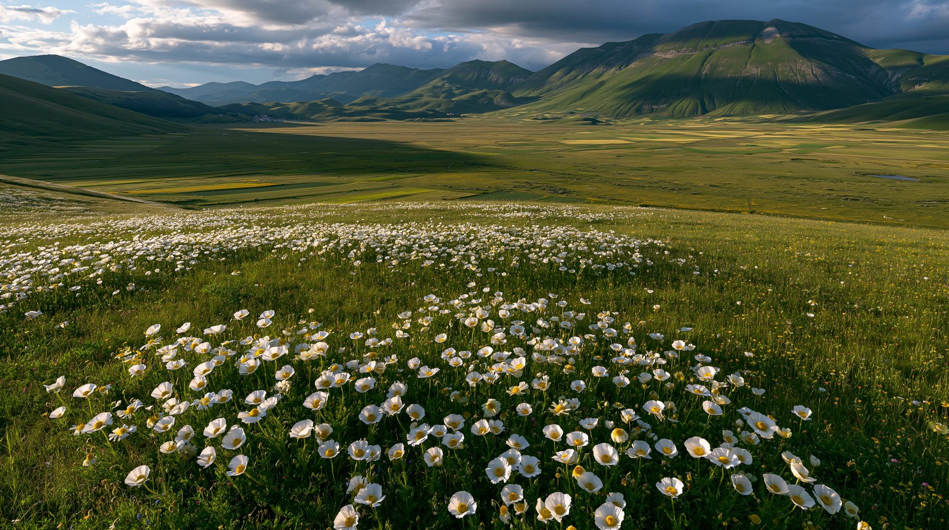A spectacular wide-angle landscape photograph of a vast field of white wild poppies blooming across a massive mountain valley in Italy under dramatic storm clouds with a patchwork of afternoon sunlight illuminating the hillsides.