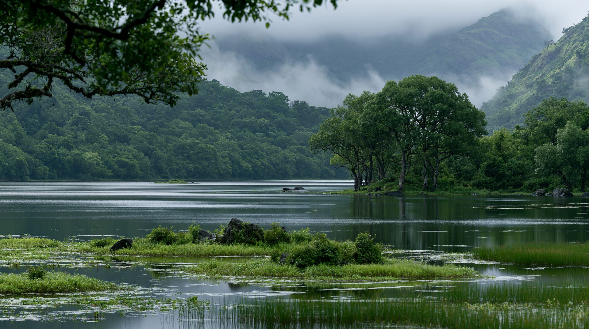 A scenic mid-telephoto landscape of a calm, glassy lake enclosed by dense green forests and mist-covered mountains, featuring lush grassy marsh islands in the foreground and a prominent grove of trees standing along the right shoreline.