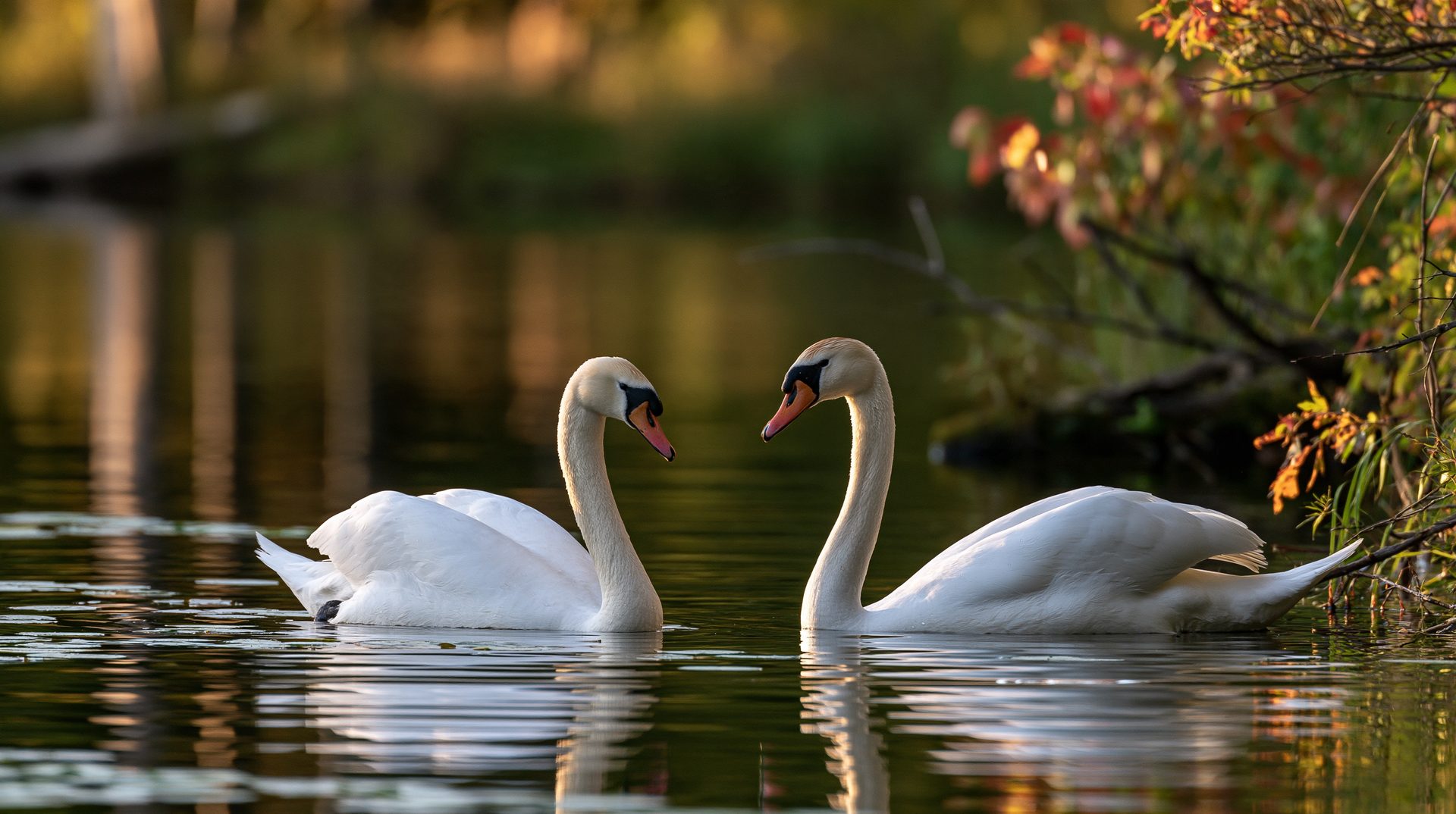 A pair of elegant white mute swans swim face-to-face on a calm lake, their curved necks mirroring each other against a soft-focus background of golden autumn reflections and colorful red foliage.