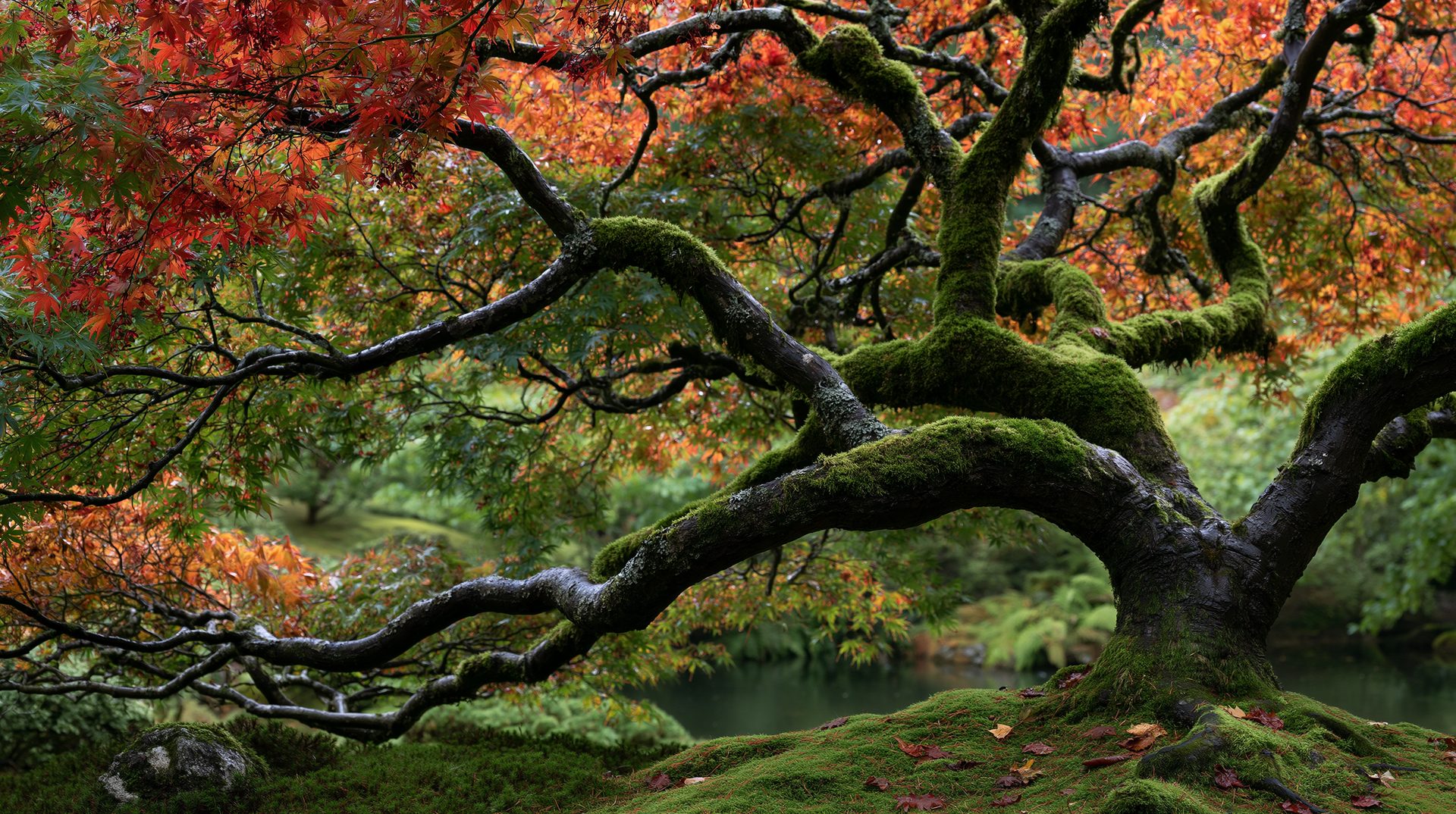 A gnarled, moss-covered Japanese maple tree stretching its twisting black branches horizontally across a vibrant background of fiery red and orange autumn leaves, with a lush mossy hill and garden pond visible below.