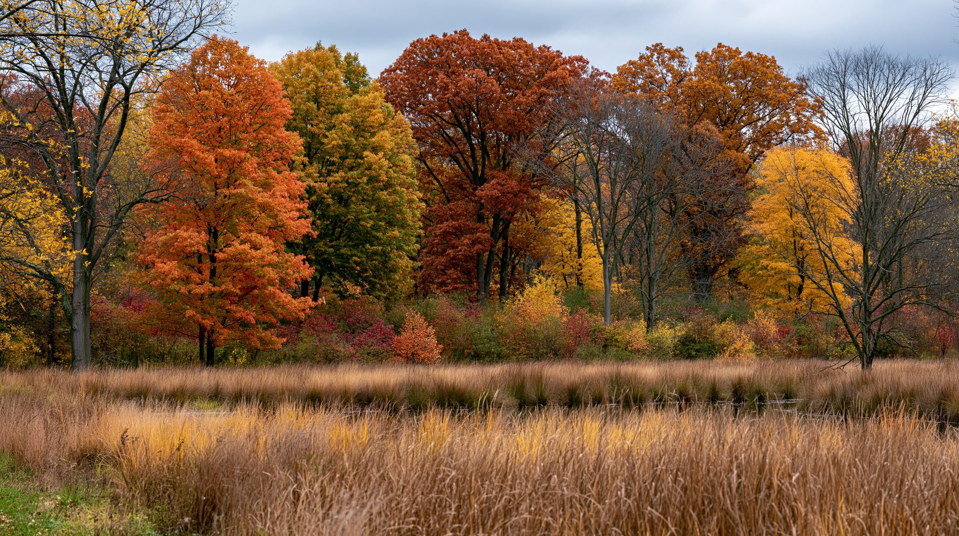 A scenic autumn meadow in an Ohio park filled with tall brown grasses in the foreground and a dense forest of vibrant orange, yellow, and red trees under an overcast sky.