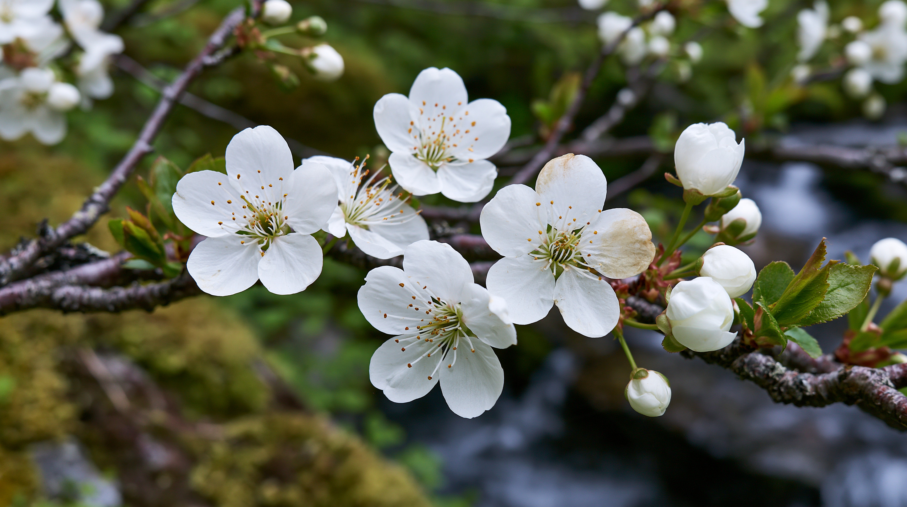 A crisp macro photograph focusing on a cluster of five-petaled white cherry blossoms with yellow-tipped anthers blooming on a dark, textured tree branch. Some petals show natural discoloration, and tightly closed round flower buds are nestled beside them. Fresh green leaves sprout from the branch tip, while the foreground and background blur into a soft bokeh of moss-covered rocks and a dark flowing stream.