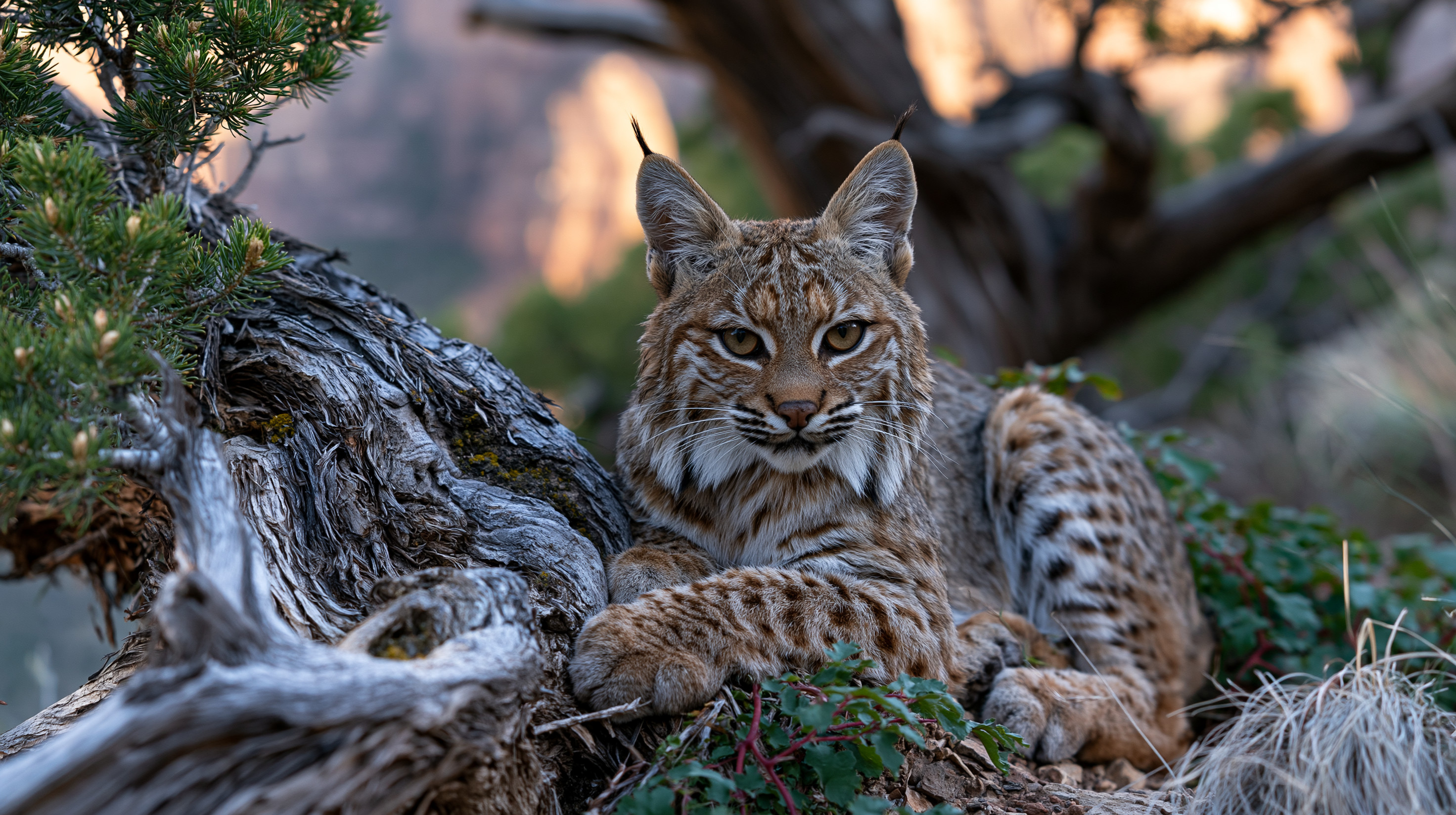 A close-up shot of a bobcat lying quietly on the ground beside the twisted, gnarled roots of a pine tree, staring directly forward with large amber eyes against a softly blurred canyon background at sunset.