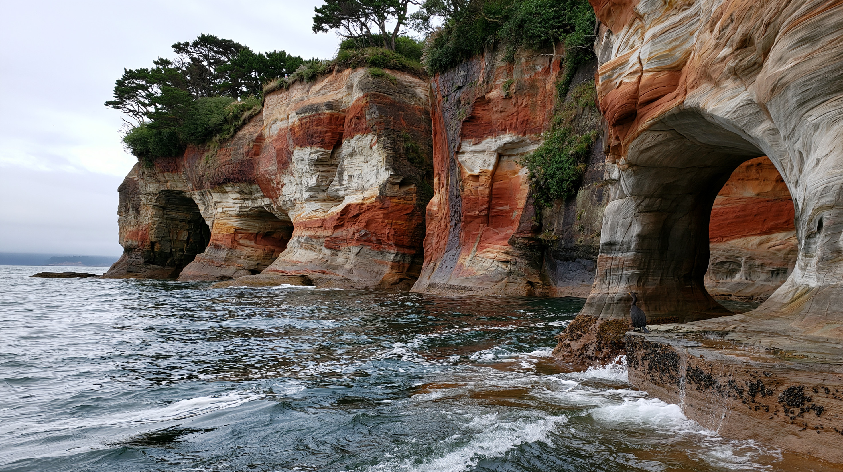 A water-level perspective of a large sandstone sea arch and cavernous cliffs at Cape Flattery under an overcast sky, featuring a dark cormorant resting on a wet rock shelf next to the breaking surf in the foreground.