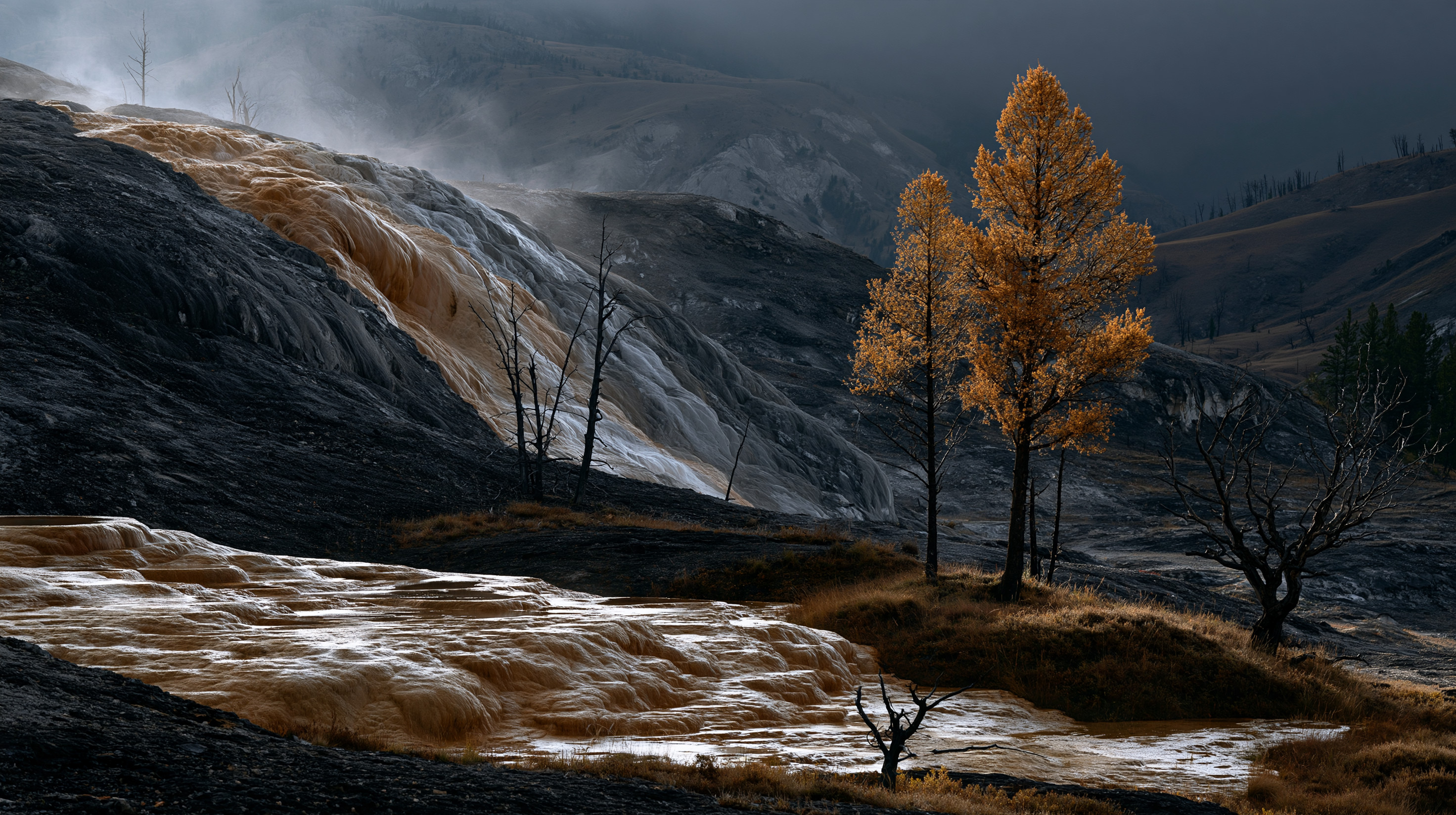 A dramatic landscape view of steaming, orange-and-white mineral terraces with golden autumn larch trees and skeletal deadwood under a dark, moody sky in Yellowstone National Park.