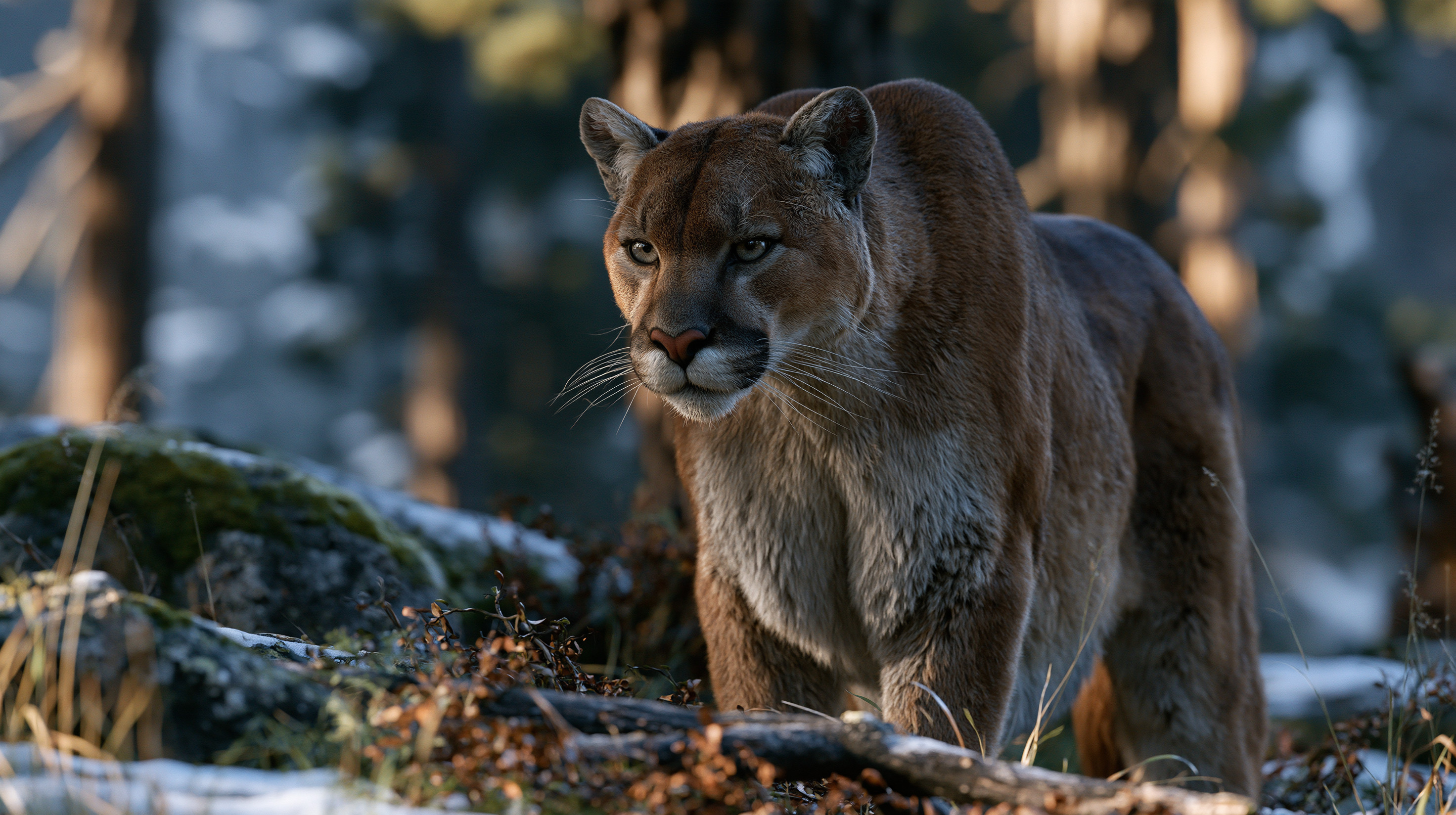 A powerful adult cougar stands alert in a winter forest, its dense brown coat illuminated by sharp side-lighting from the sun, stepping across a snowy, rock-strewn forest floor with blurred tree trunks in the background.