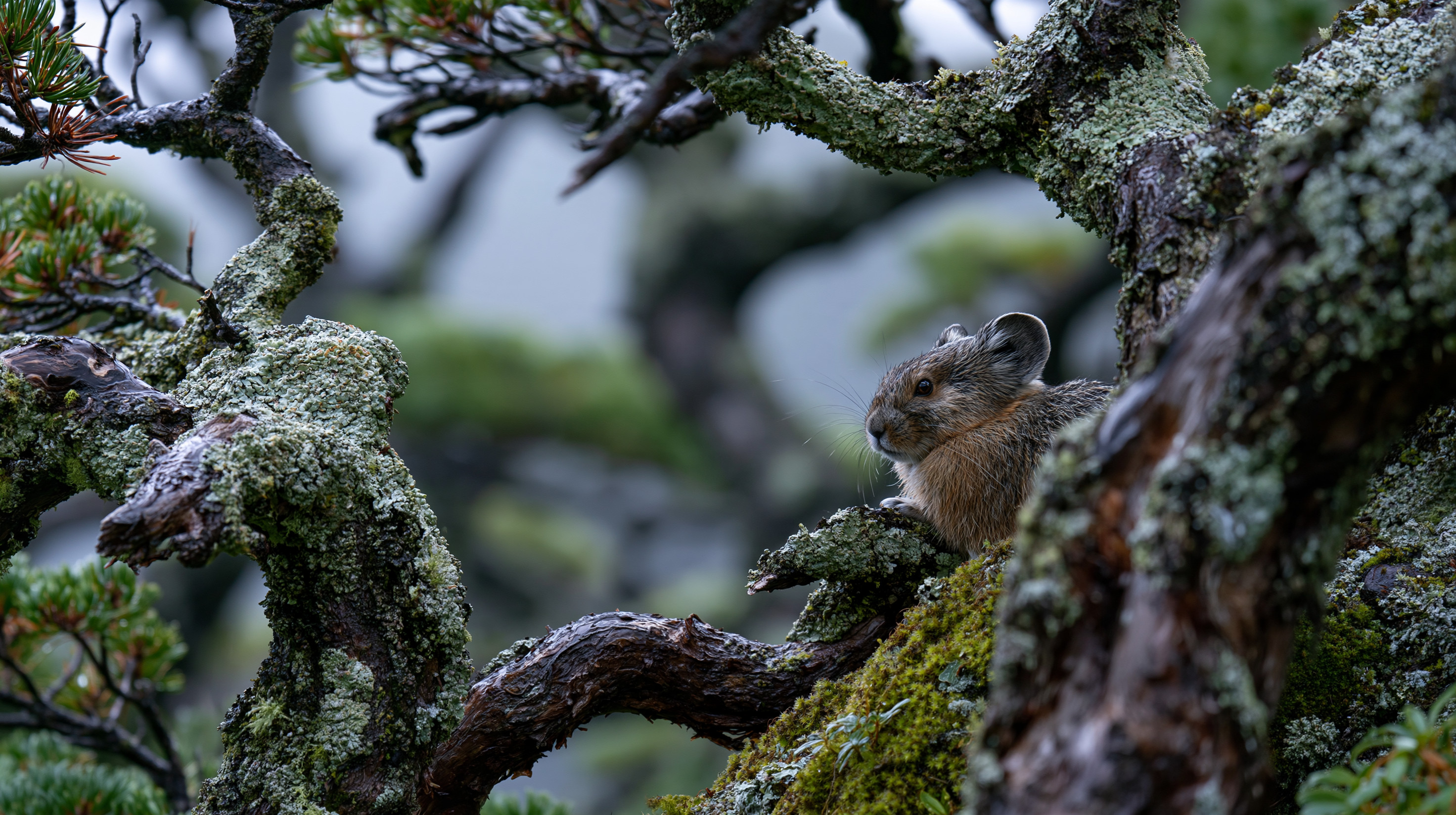 A close-up shot shows a small, brown Japanese pika peeking out from behind thick, heavily textured tree branches encrusted with pale green lichen and dark green moss. The gnarled branches frame the animal, while the background falls into a soft, hazy blue and gray out-of-focus mist.