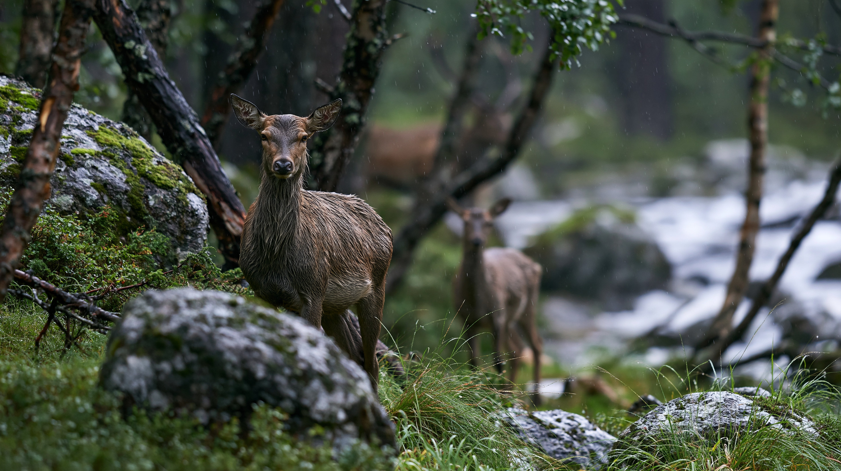 A captivating wildlife photograph of a female red deer standing alert on a grassy, moss-covered hillside during a light rain. The deer's coat is wet and dark, clumping into distinct textures, and she stares directly forward. In the blurred mid-ground, a second deer stands facing the right, and the shape of a third is visible deeper in the woods. The environment features dark, wet tree trunks, large grey boulders, and a rushing rocky stream flowing in the softly blurred background.