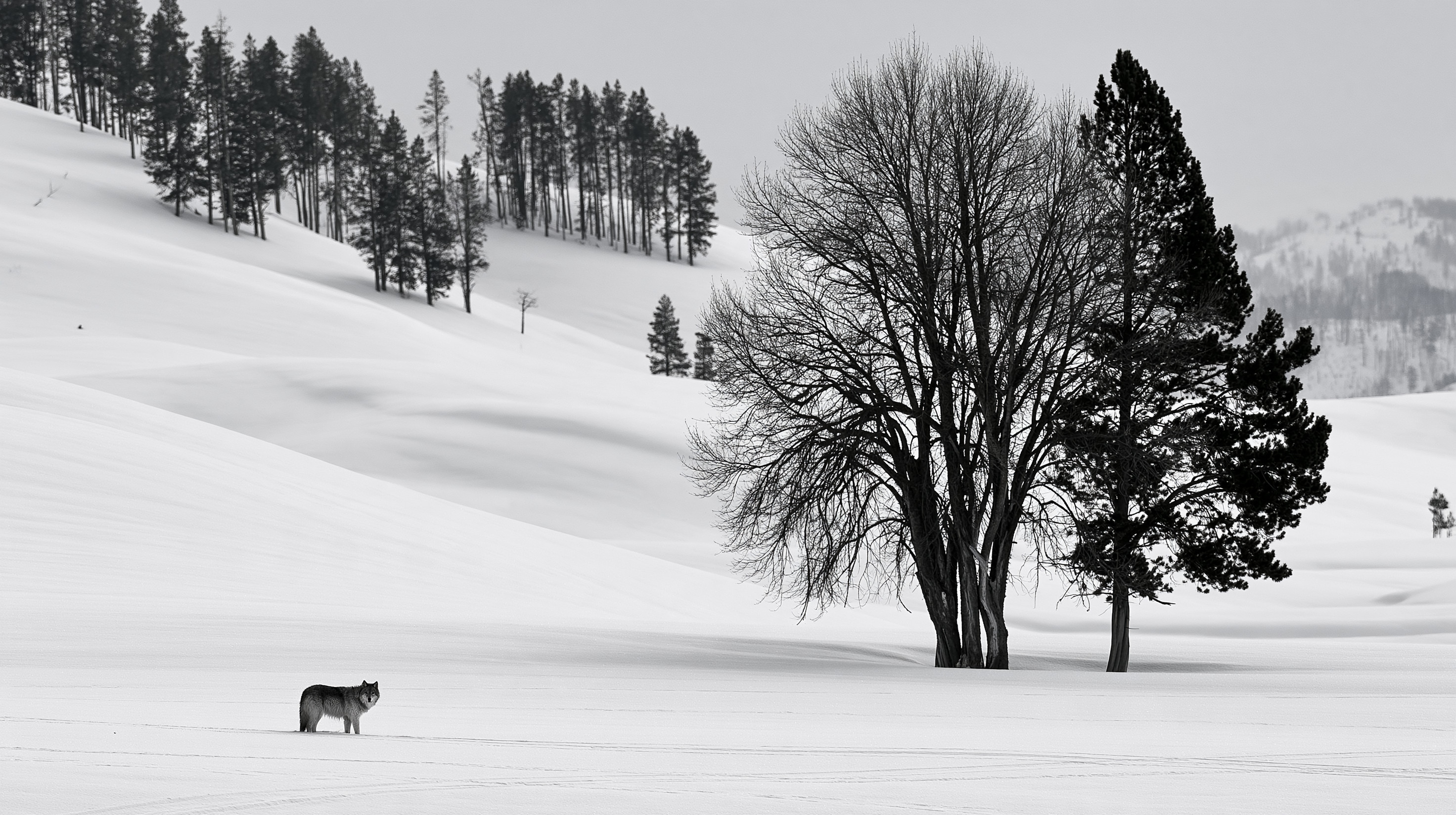 A high-contrast black and white photograph of a lone gray wolf standing in a vast, snow-covered field in Yellowstone next to two prominent trees, with rolling snow hills and distant pine forests in the background.