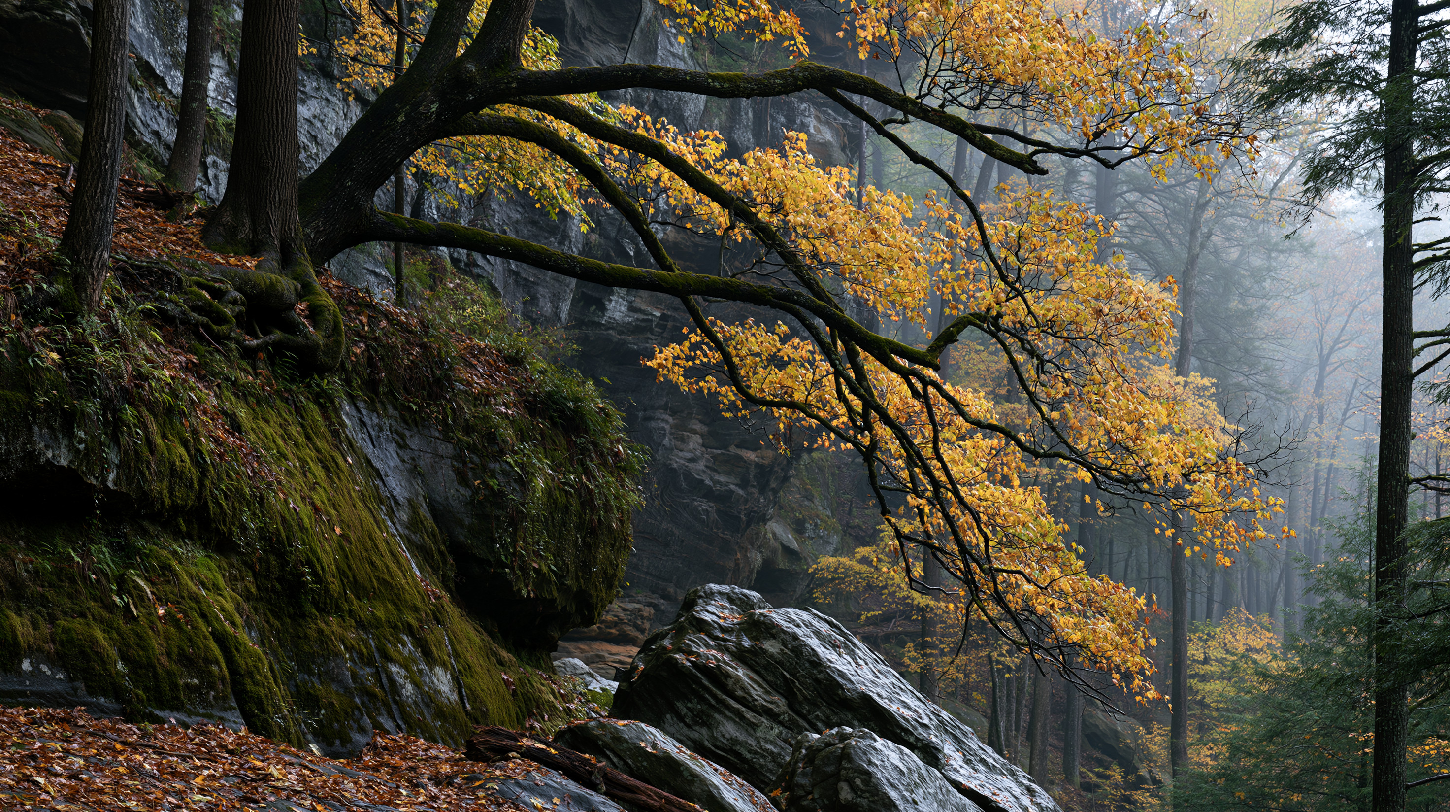 A dramatic wide-angle shot of a misty canyon slope in autumn, with massive moss-covered boulders in the foreground and a large tree stretching golden-leaved branches horizontally out across a foggy gorge.