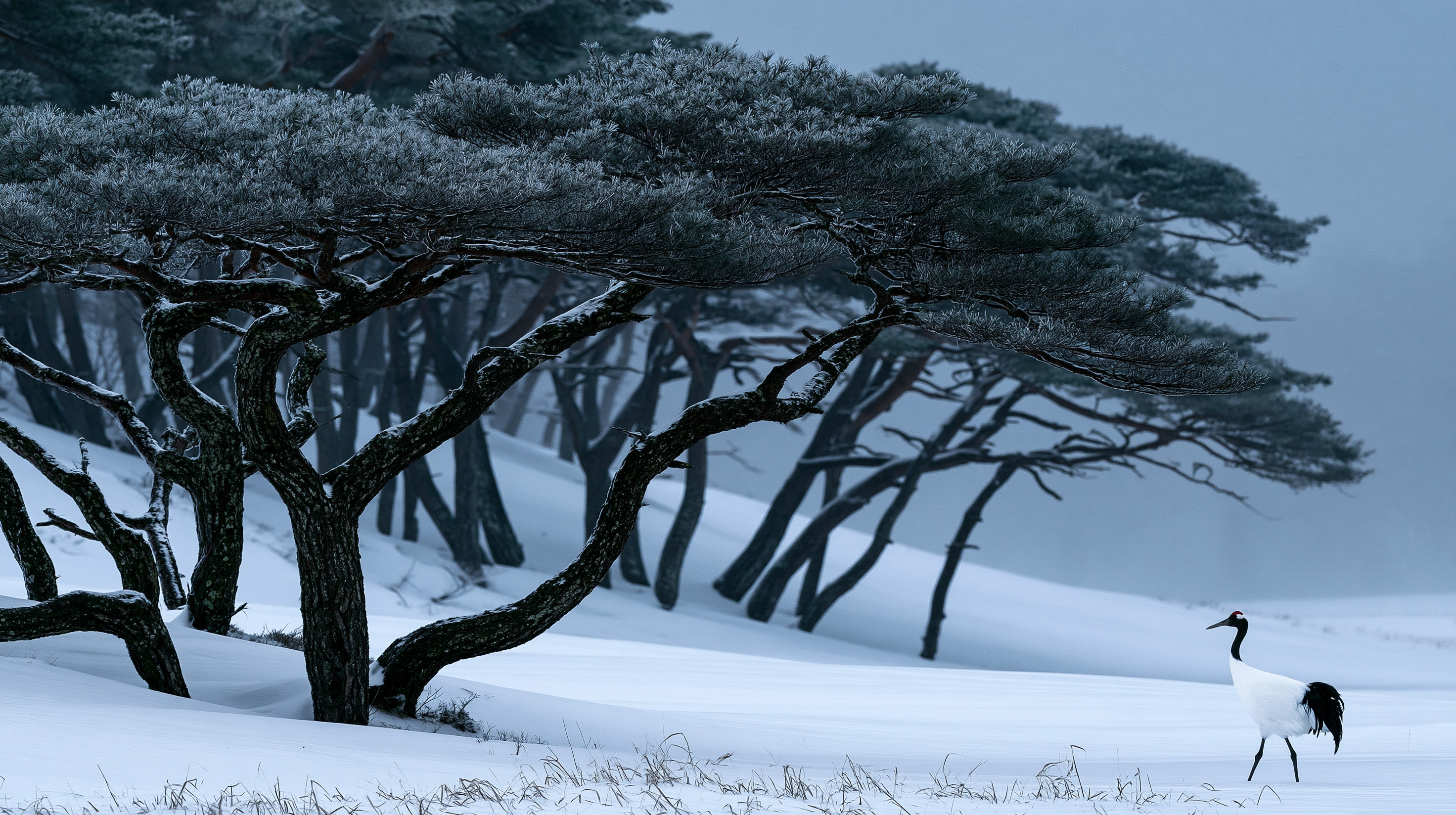 A solitary red-crowned crane walks across a smooth, snow-covered hill toward a grove of ancient, flat-topped pine trees covered in heavy frost under a misty, overcast winter sky.