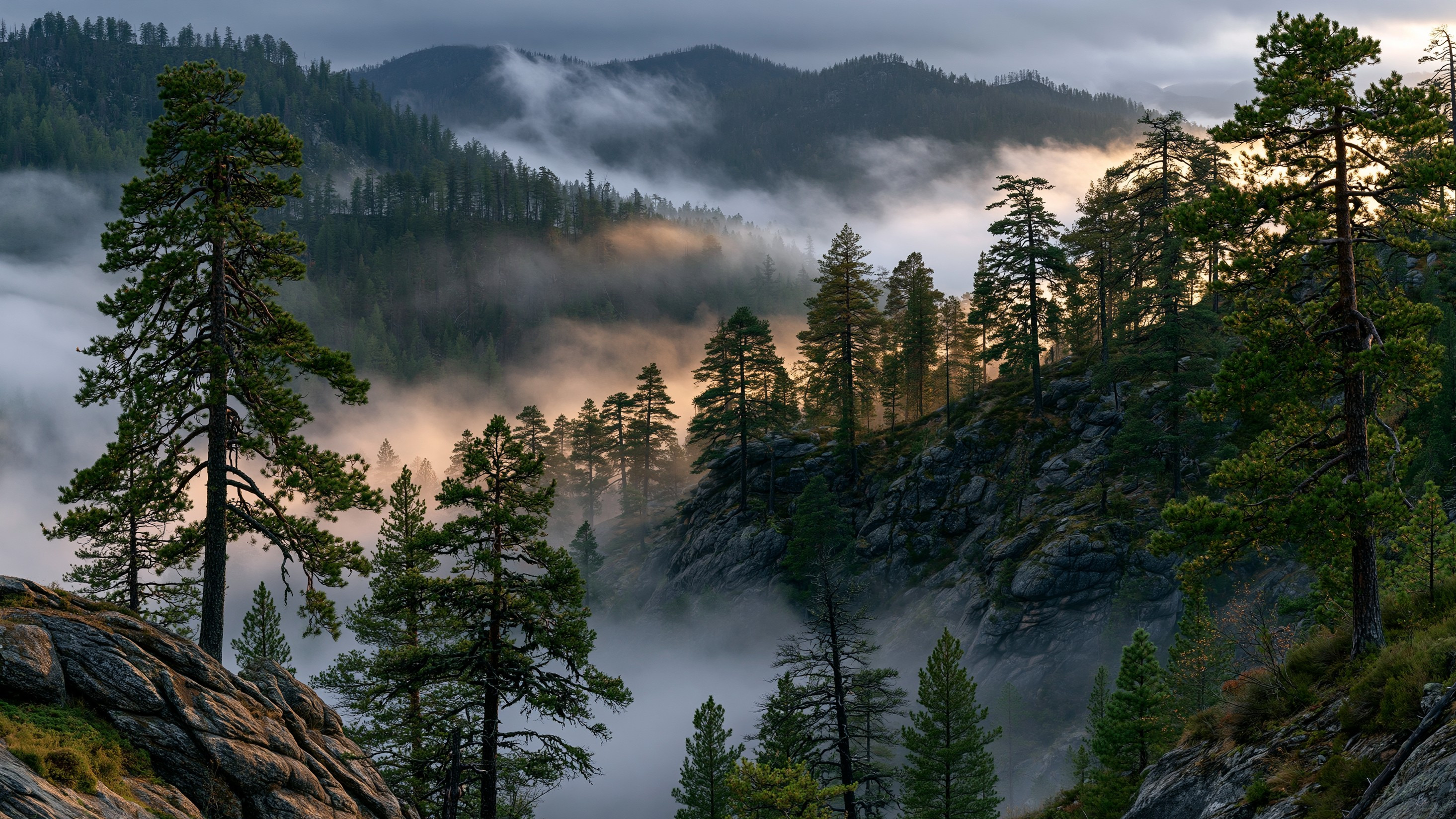 A breathtaking mountain landscape featuring steep, rocky ridges covered in tall pine trees, with thick layers of glowing white mist rolling through the valleys under a soft, diffused golden light.