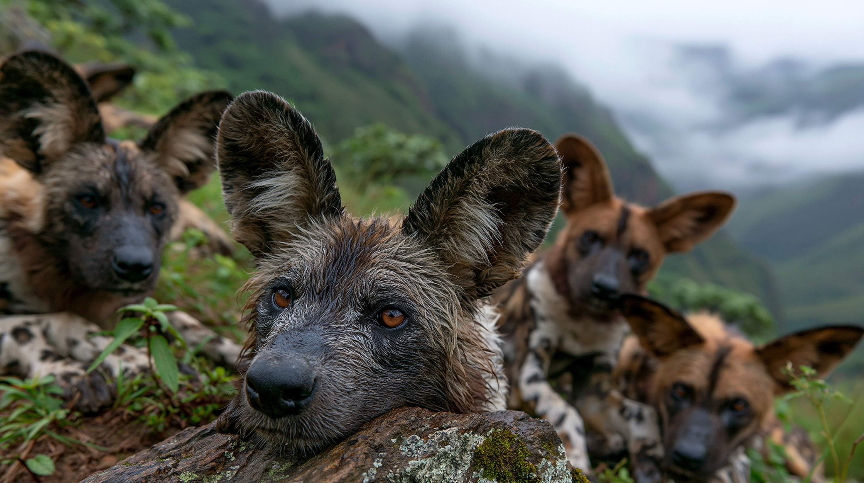 African wild dogs