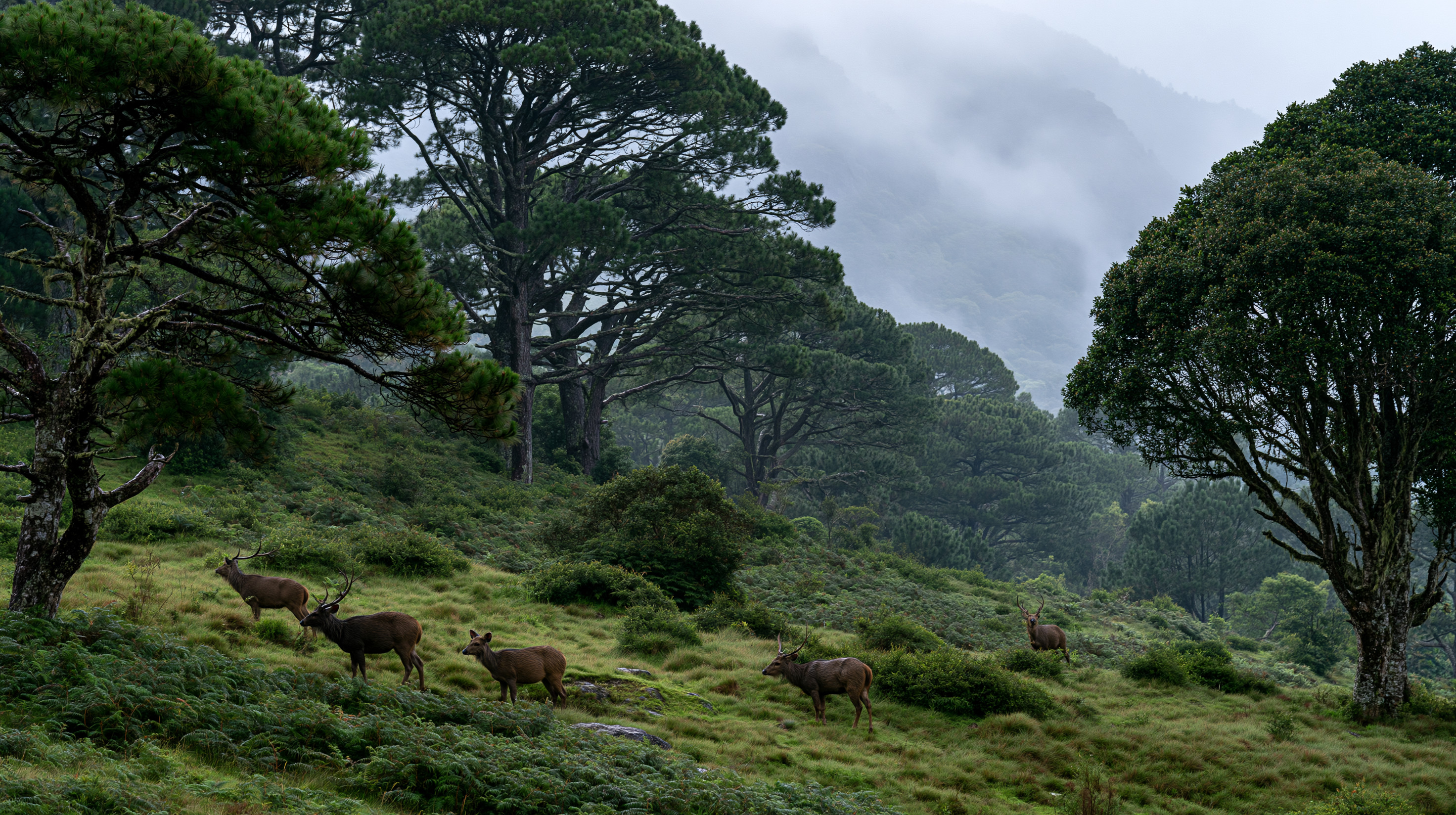 The Gathering Mist