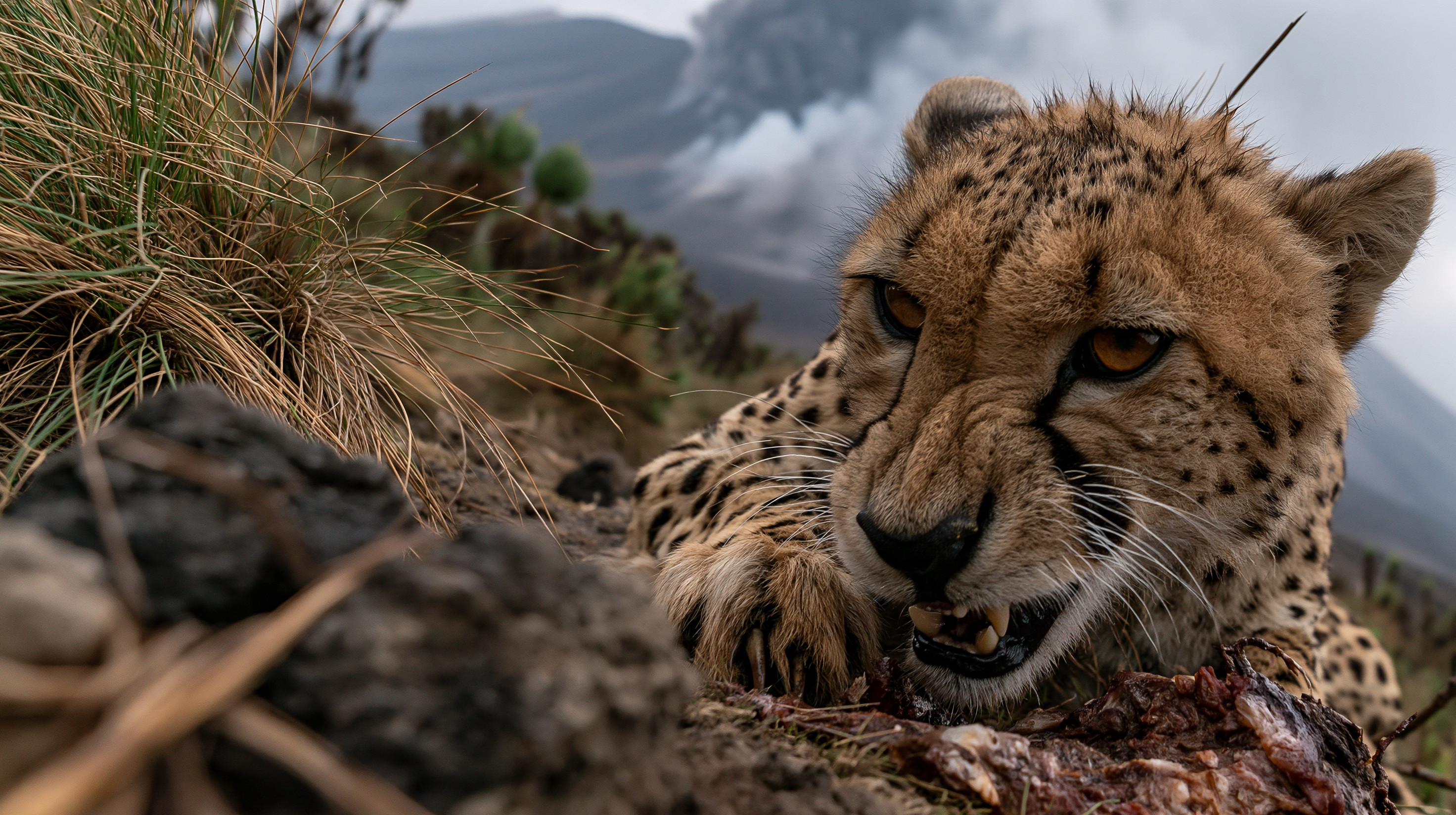A close-up shot of a snarling cheetah crouched over a kill on a rocky, grassy mountain slope, with a blurred active volcano erupting columns of gray smoke in the background under a cloudy sky.