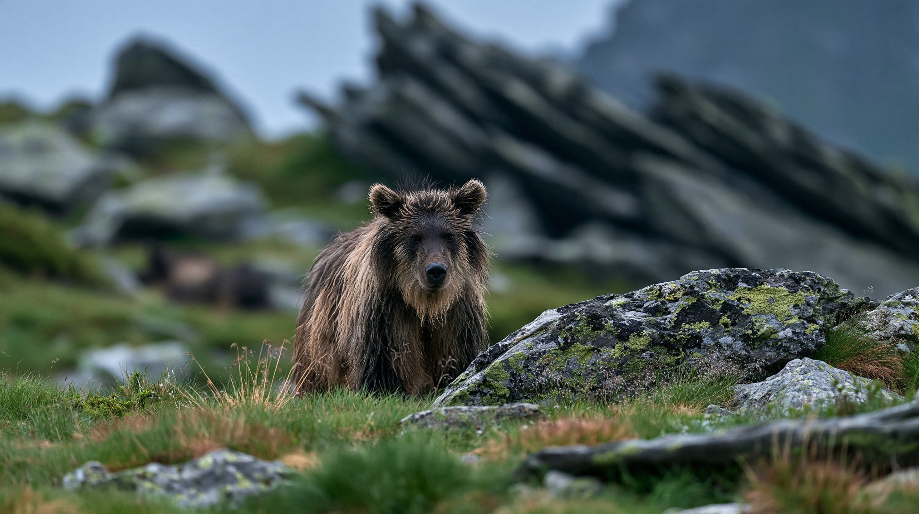 A medium shot of a wet brown bear walking through a grassy alpine meadow with lichen-covered boulders and sharp, jagged rock formations in the background.