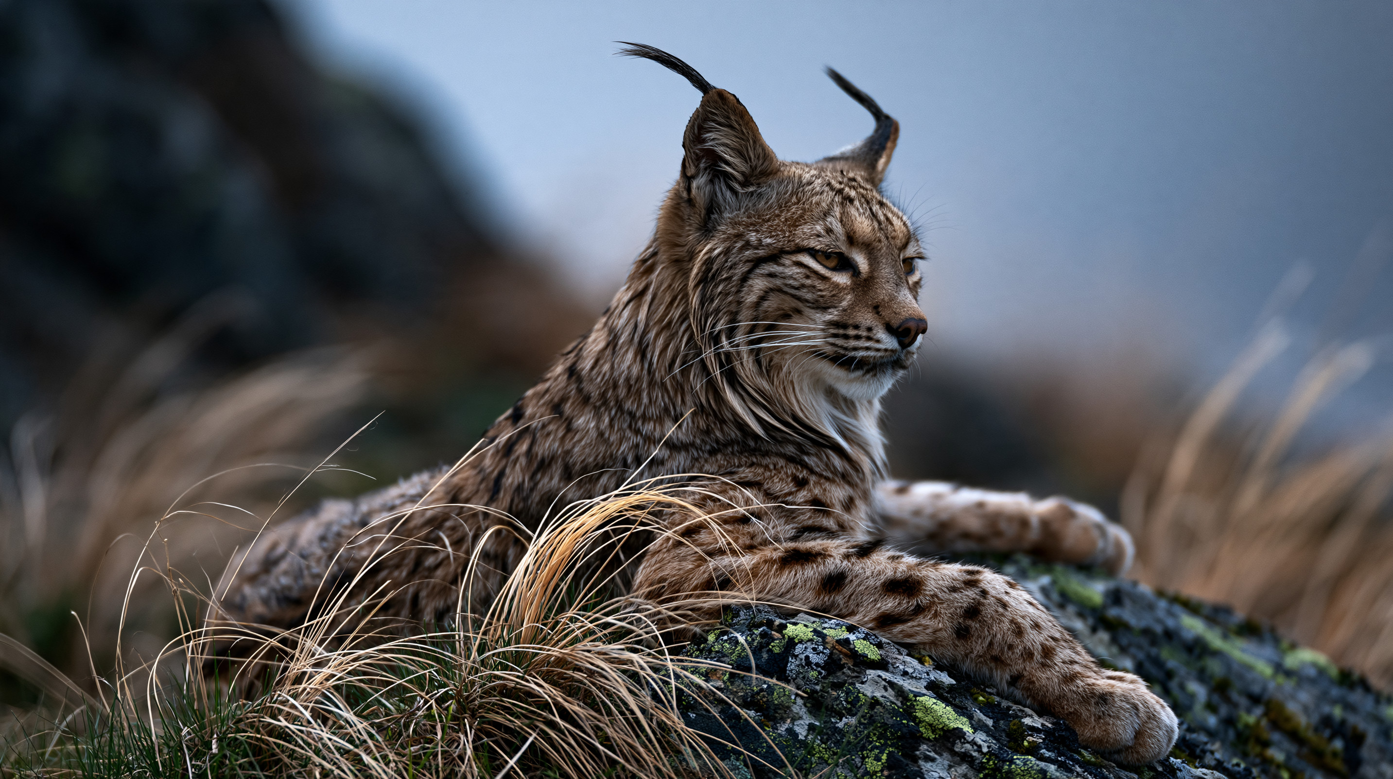 A close-up portrait of a Eurasian lynx with distinct black ear tufts resting on a lichen-covered rock among dried alpine grass in the High Tatras of Slovakia.