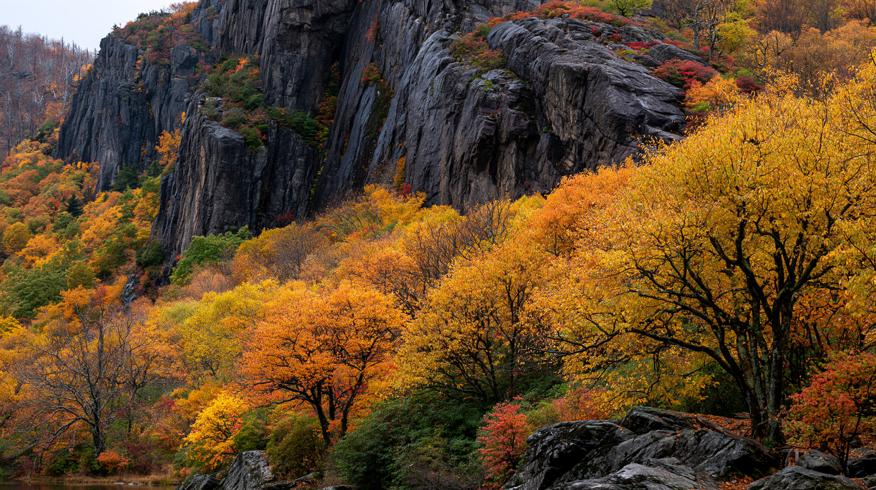 A vibrant autumn landscape showcasing a dense canopy of orange, yellow, and red trees nestled at the base of a towering, dark, wet rock cliff under soft, diffused lighting.