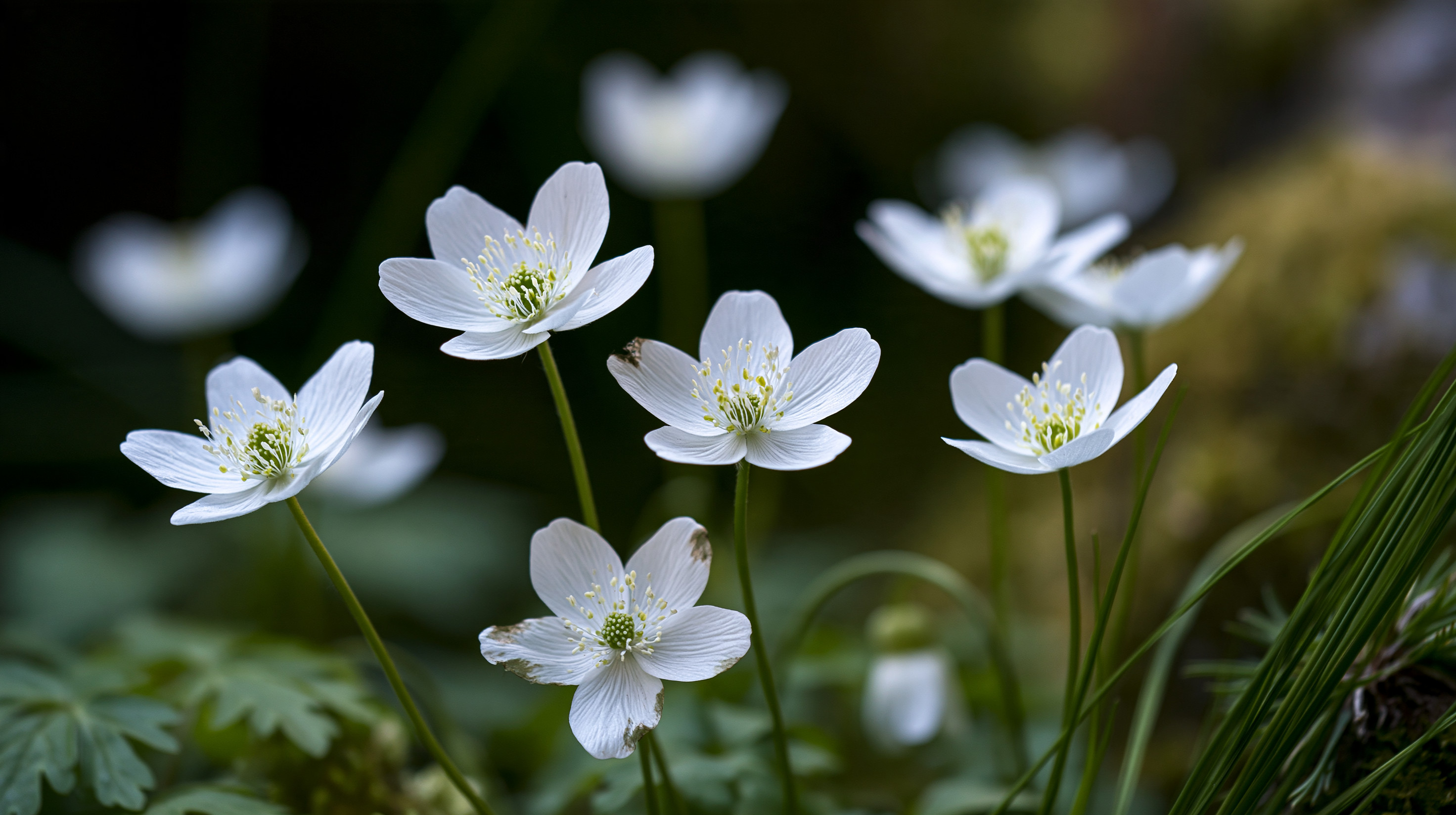 A precise macro photograph captures a cluster of wild white wood anemone blossoms with numerous fine, yellow-tipped stamens spreading outward from their green centers, emerging beautifully against a dark, moody woodland backdrop.