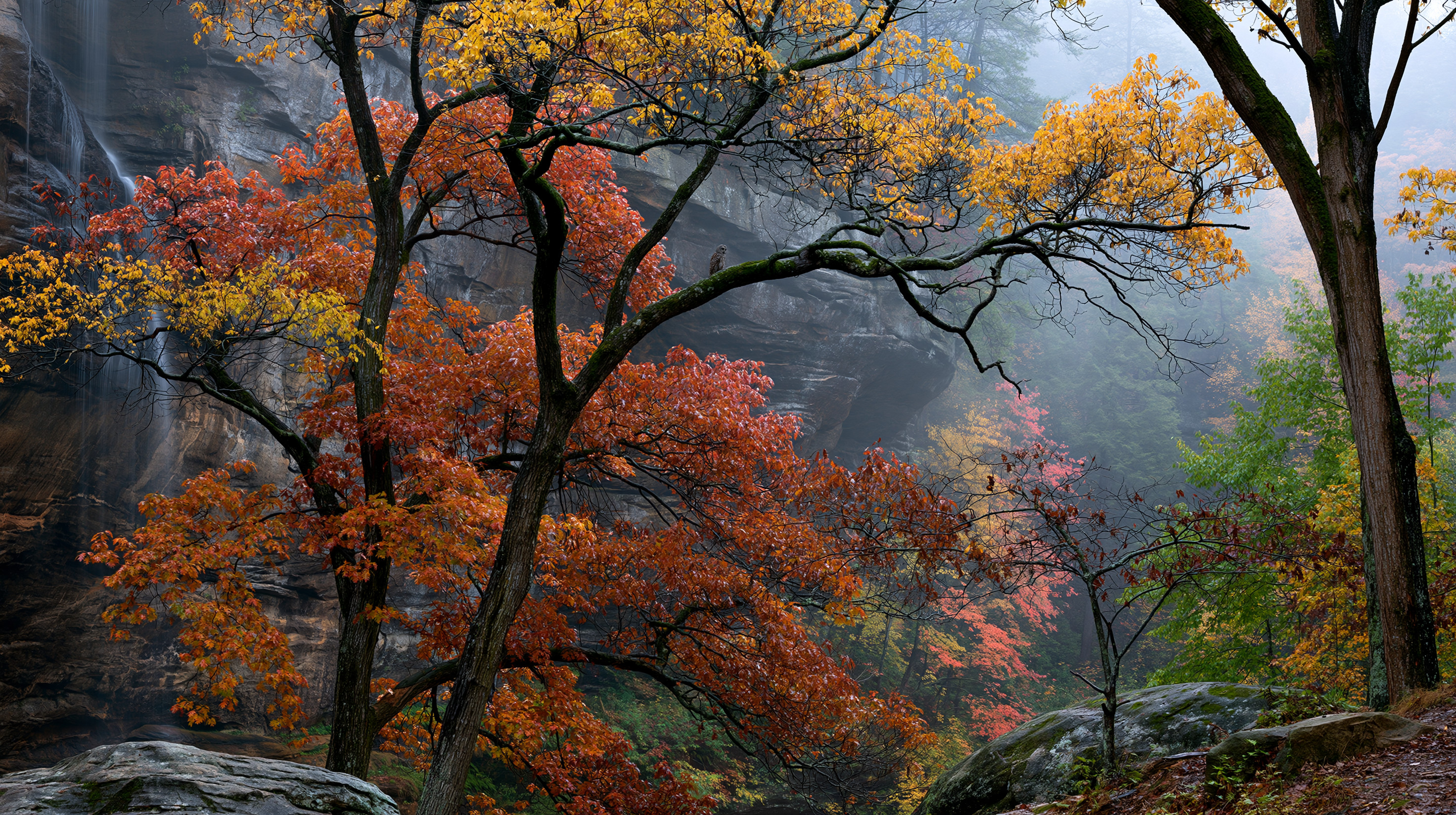 A scenic wide-angle view of a misty sandstone canyon during autumn, featuring a small waterfall tumbling down a left cliff face, vibrant orange, yellow, and green trees filling the valley, and a small barred owl perched calmly on a mossy branch near the center.