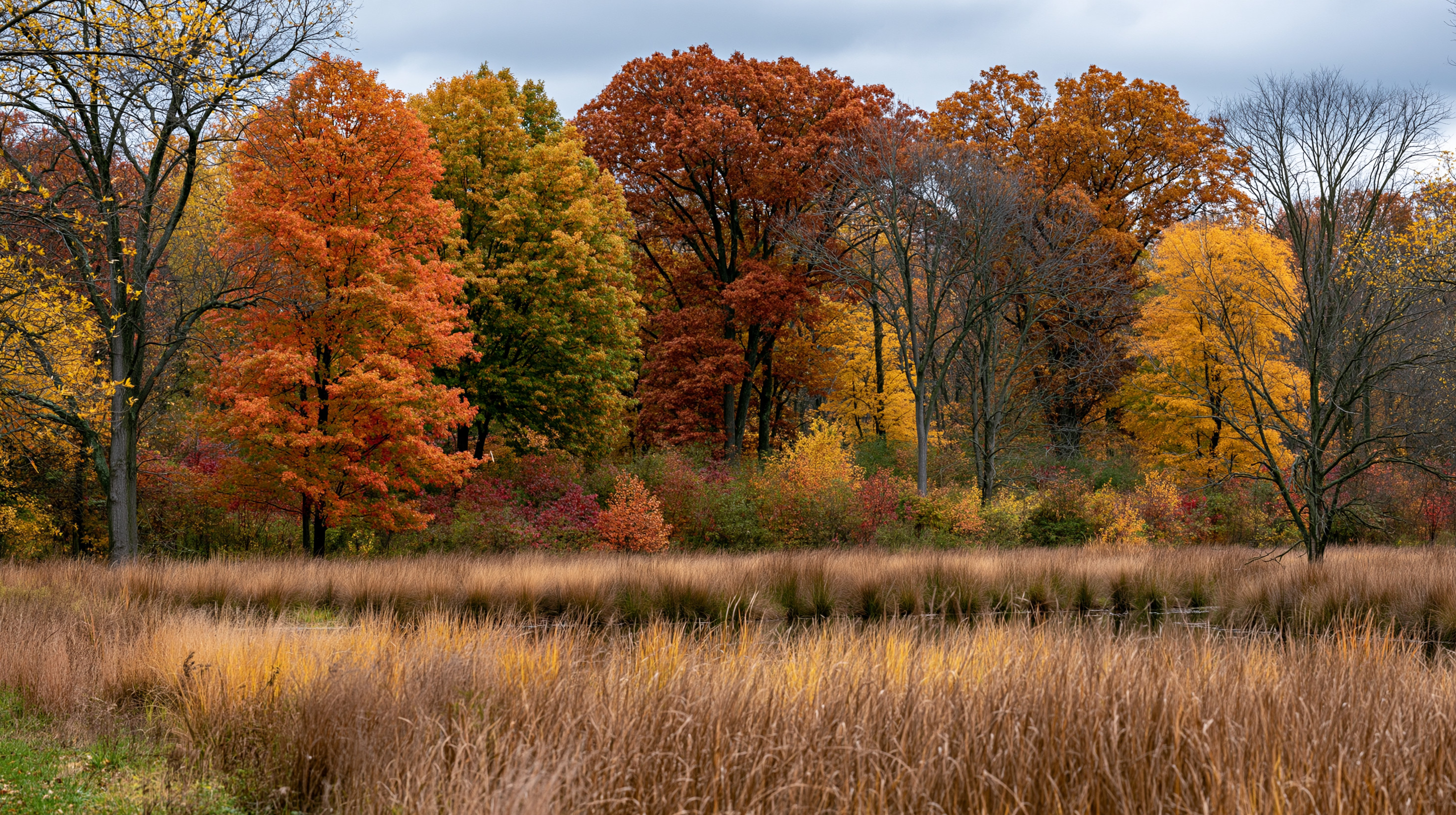 A scenic autumn meadow in an Ohio park filled with tall brown grasses in the foreground and a dense forest of vibrant orange, yellow, and red trees under an overcast sky.