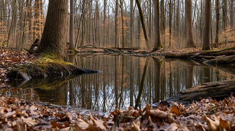 A low-angle photograph of a still vernal pool in an Ohio forest, surrounded by fallen brown leaves and bare trees perfectly reflecting on the water's surface.