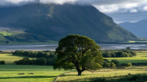 A vibrant landscape view in New Zealand showing a large, leafy green tree standing prominently in a sunlit pasture, with a wide braided river and a massive, cloud-capped mountain rising dramatically in the background.