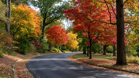 A scenic autumn photograph of a winding blacktop road inside a peaceful historic cemetery, beautifully framed by vibrant red, orange, and yellow trees under soft daylight.