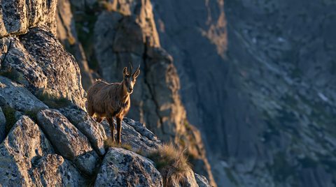 A Tatra chamois stands on a steep, sunlit granite ledge during sunset, with a massive, shadowed mountain cliff fading into a blurred background.