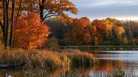 A beautiful autumn landscape view at Ott Biological Preserve in Michigan, showing a calm lake with swans swimming next to amber marsh reeds and a vibrant forest canopy of red, orange, and gold foliage under a soft sky.