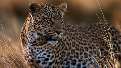 A close-up profile portrait of an African leopard looking off into the distance through soft, golden savanna grass, with a shallow depth of field blurring the background.