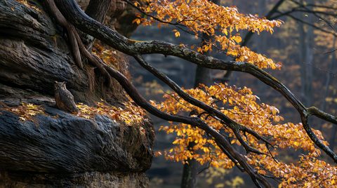 A great horned owl sits quietly on a dark, leaf-covered sandstone cliff ledge next to thick tree roots, while golden autumn branches frame the foreground against a soft, misty background.