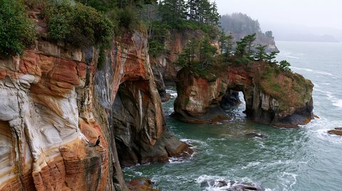 A high-angle view of rugged sandstone sea stacks, caverns, and a prominent sea arch at Cape Flattery under a foggy sky, with a dark cormorant perched on a rock shelf in the foreground.