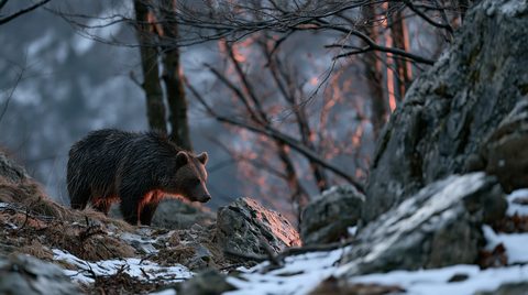 A dramatic wildlife photograph of a dark brown bear walking along a rocky, snow-flecked hillside at sunset, with a fiery golden backlight illuminating bare trees in the background.