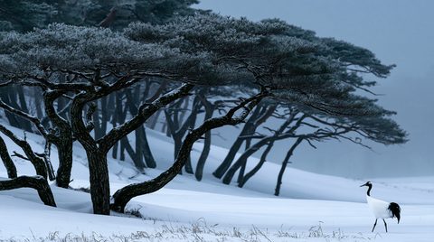 A solitary red-crowned crane walks across a smooth, snow-covered hill toward a grove of ancient, flat-topped pine trees covered in heavy frost under a misty, overcast winter sky.