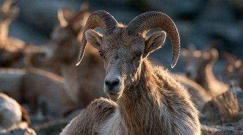 A close-up portrait of a young wild Sierra Nevada bighorn sheep ram with curved, ridged horns looking directly at the camera, bathed in warm golden-hour light with a softly blurred background of other resting sheep and rocky granite terrain