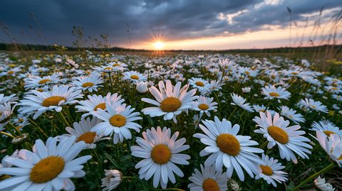 A spectacular wide-angle landscape photograph of a vast field of white oxeye daisies blooming under a stormy sunset sky, with a brilliant sun burst shining over the horizon.